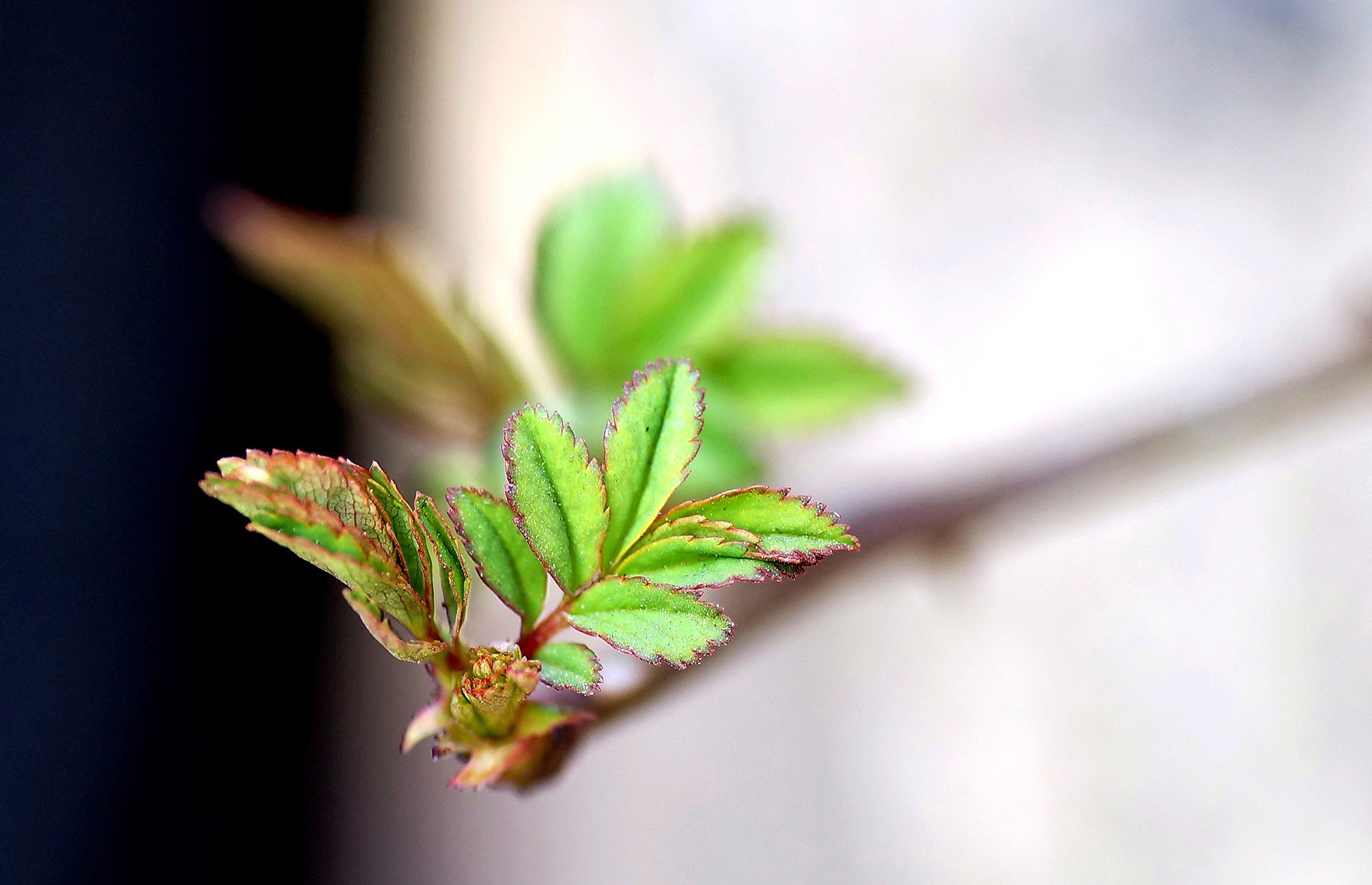 小清新,唯美,温馨,安静,绿色植物,叶子