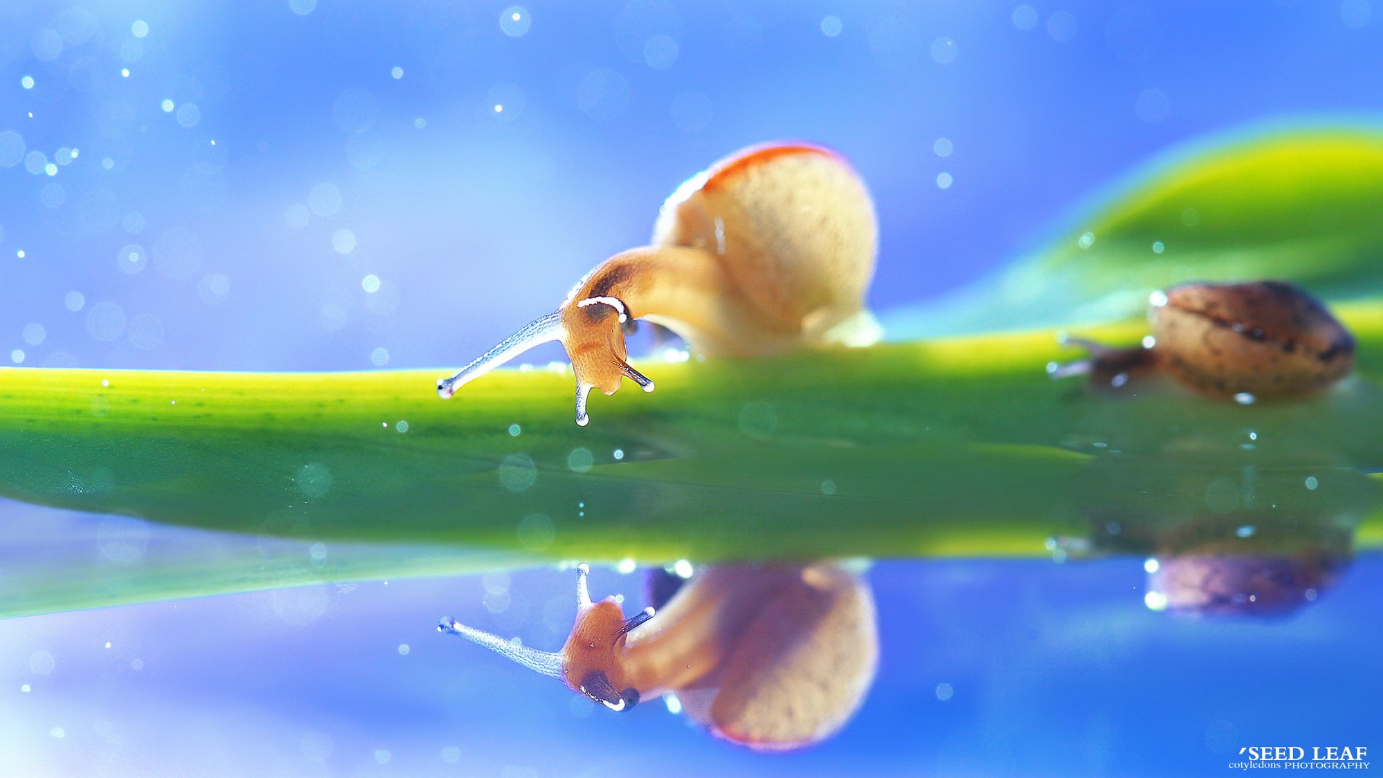 Seed,leaf摄影-蜗牛梦幻記,@SeedLeaf