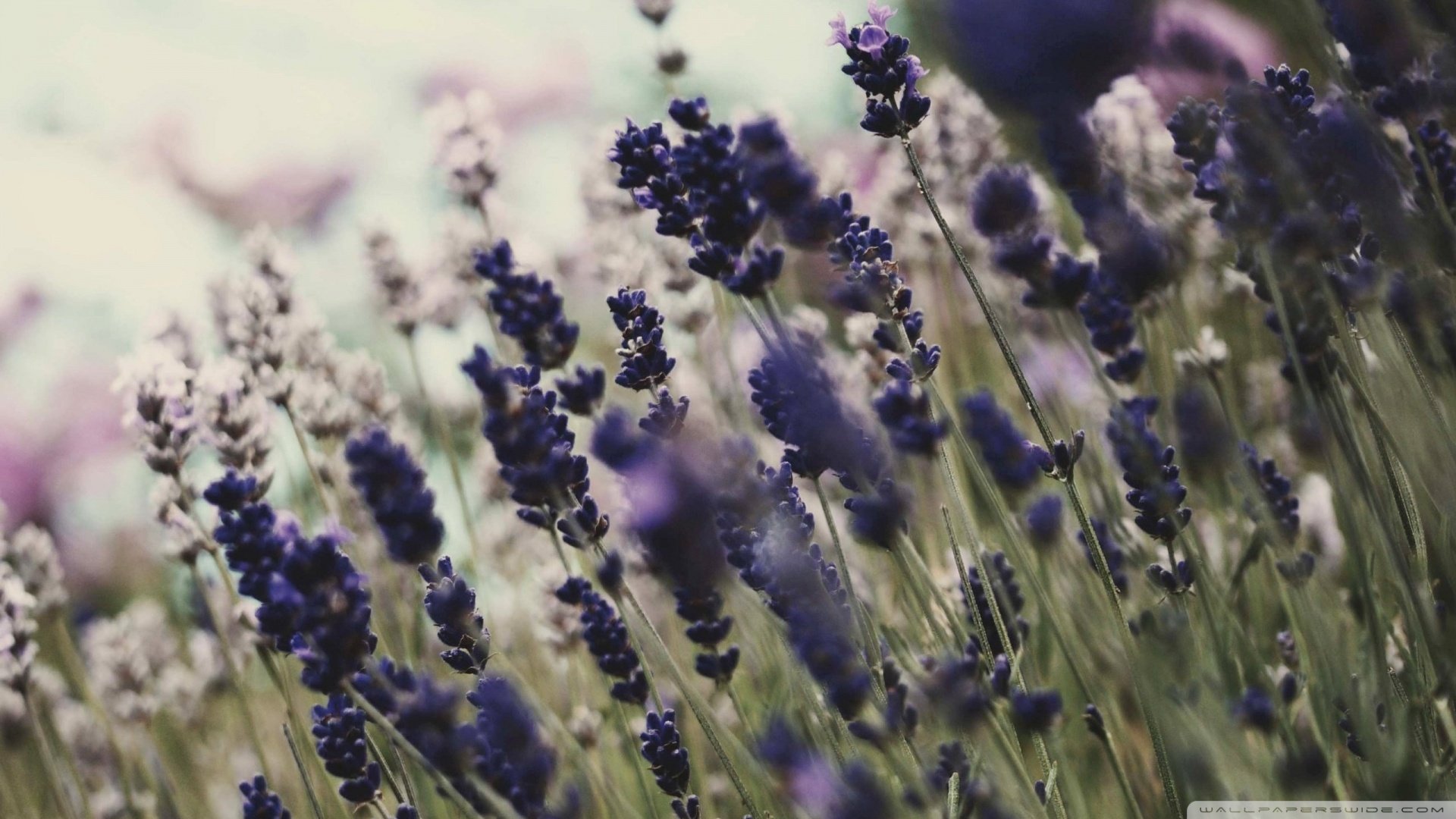 小清新,唯美,薰衣草,风景,植物,等待爱情,紫色