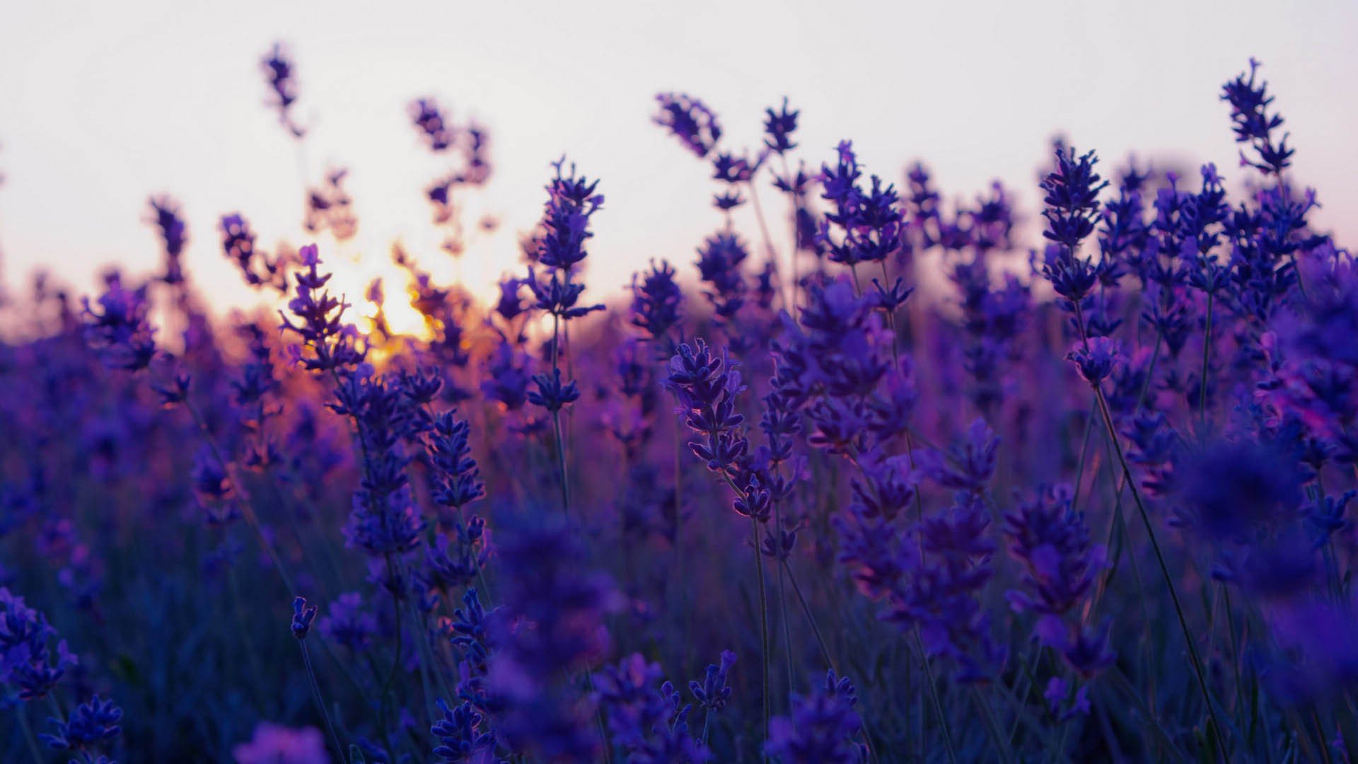 小清新,唯美,薰衣草,风景,植物,等待爱情,紫色