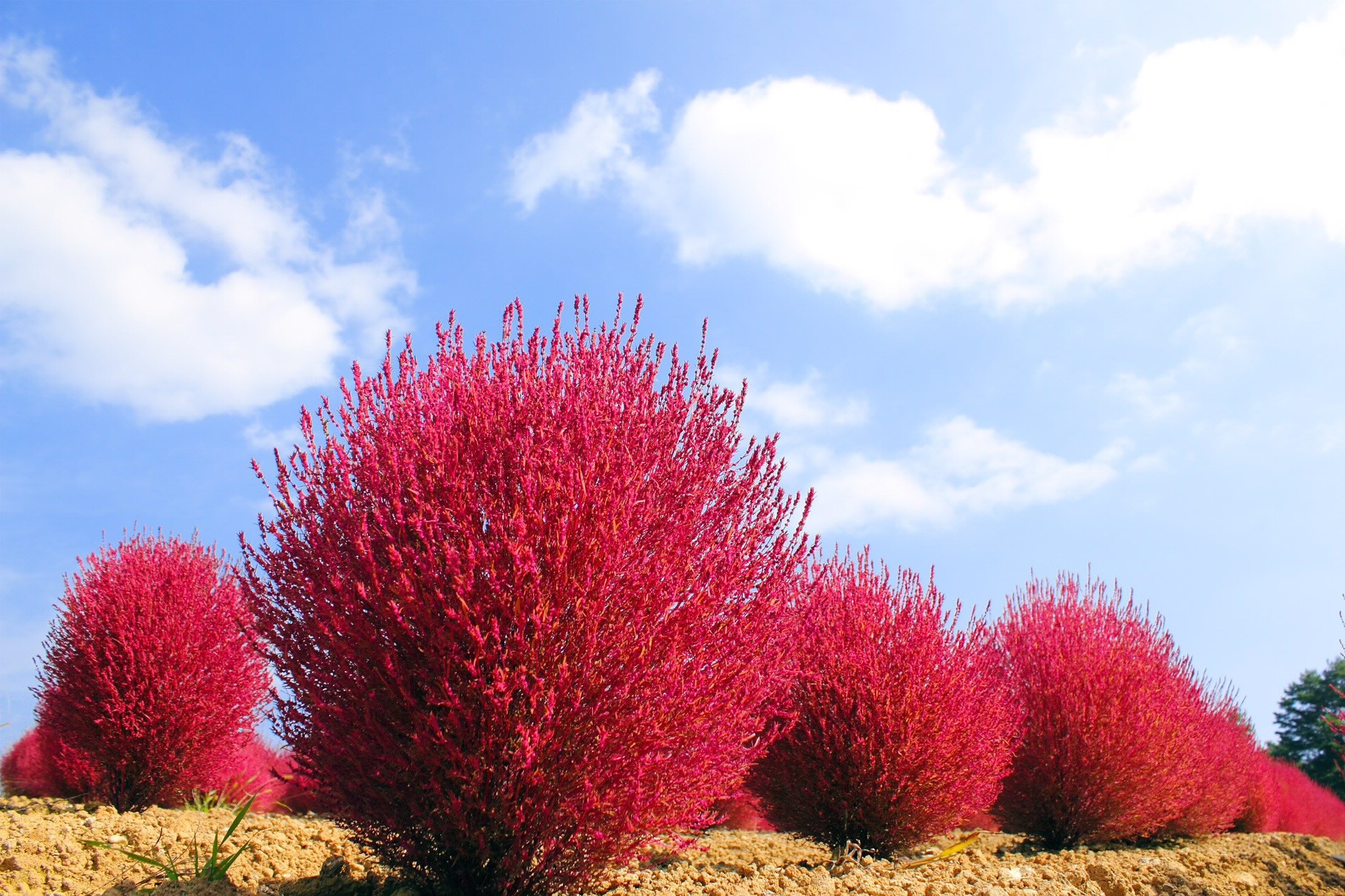 风景,自然风光,意境树