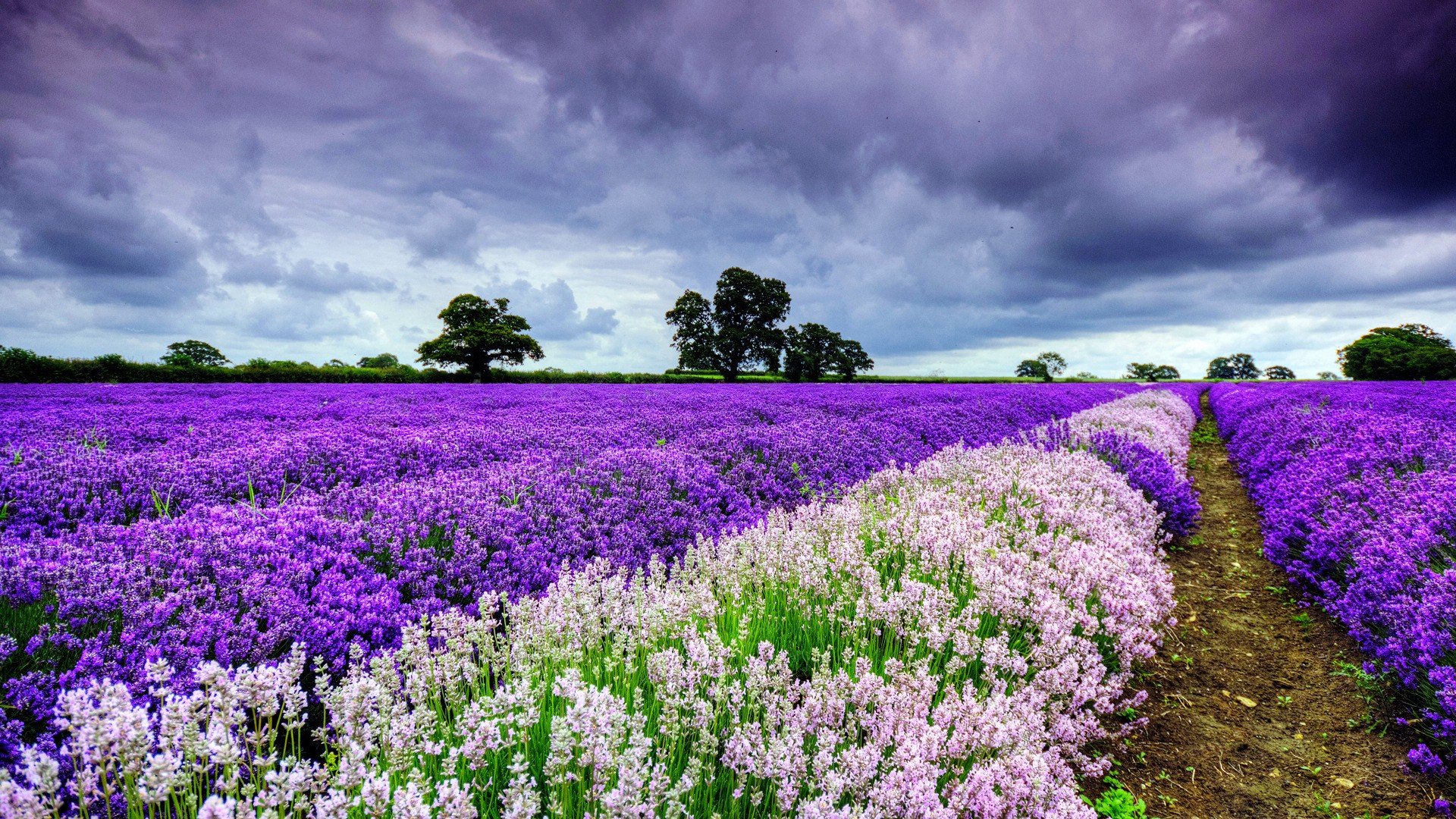 小清新,唯美,薰衣草,风景,植物,等待爱情,紫色