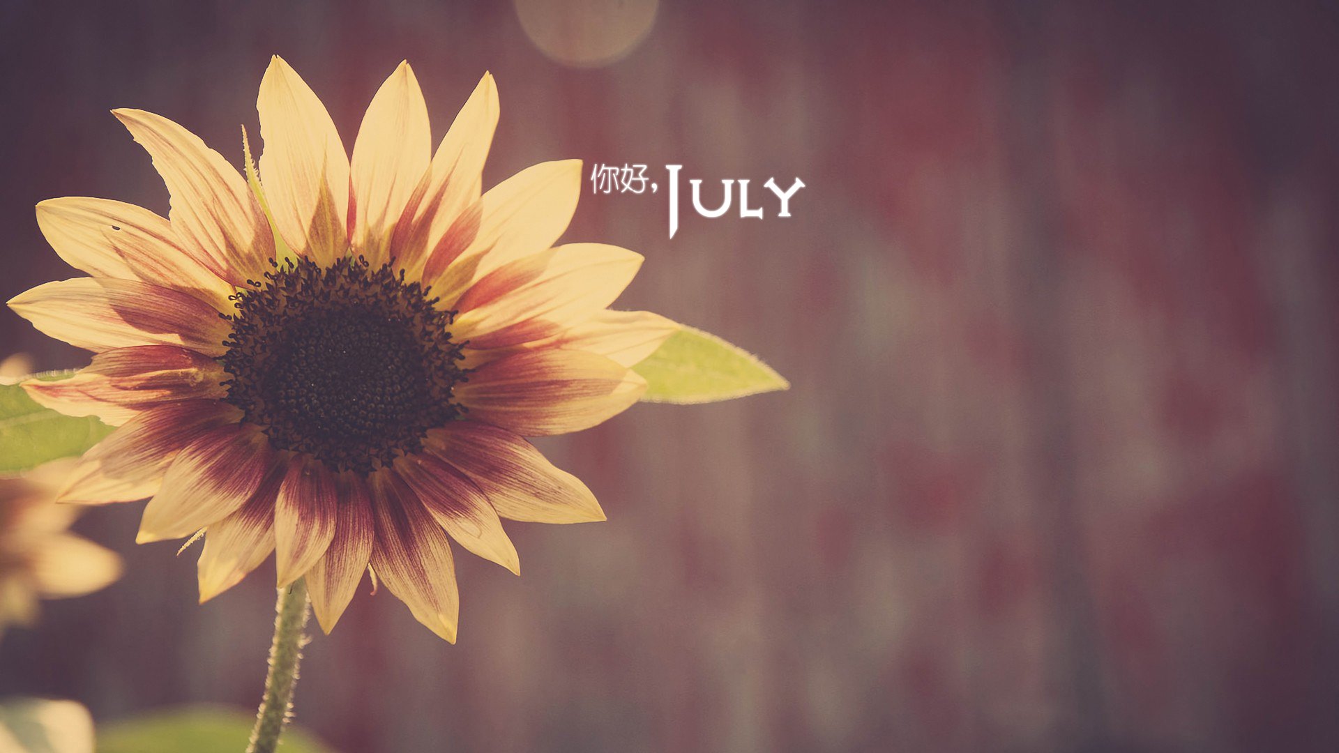 小清新,温暖,安静,七月,你好