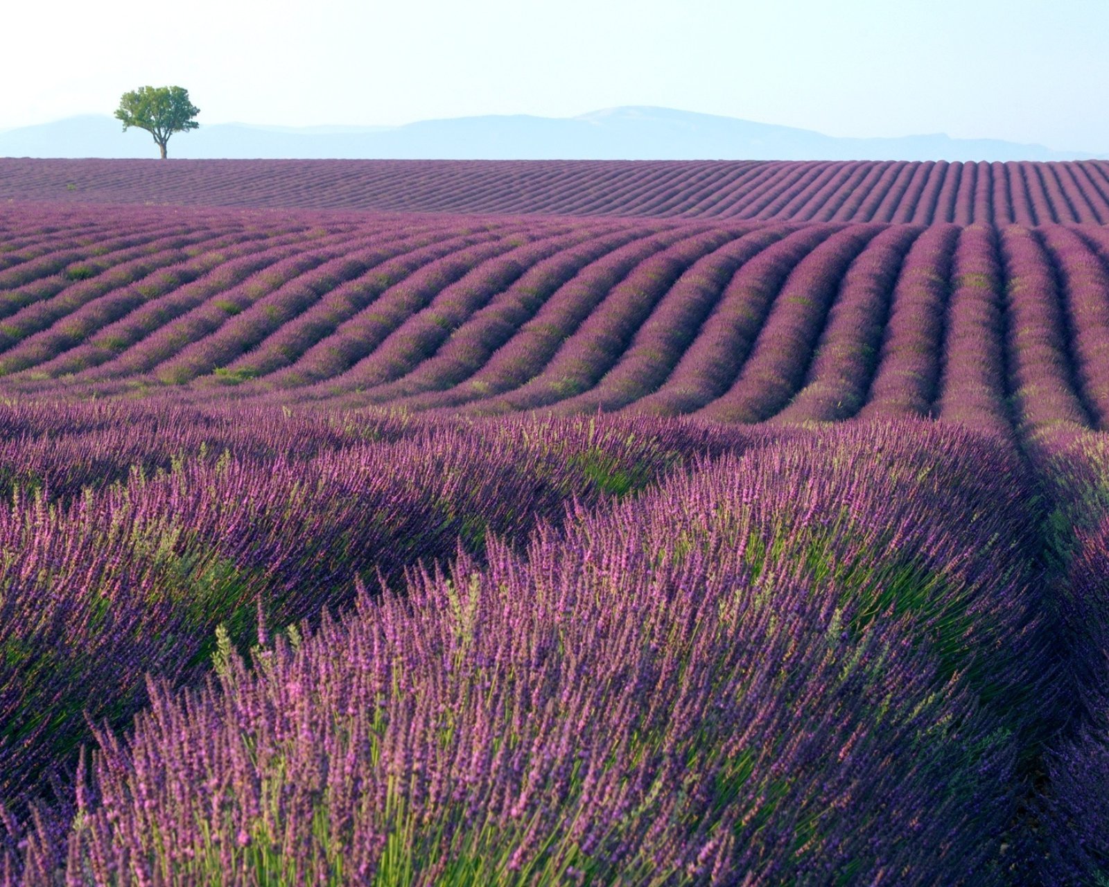 小清新,唯美,薰衣草,风景,植物,等待爱情,紫色
