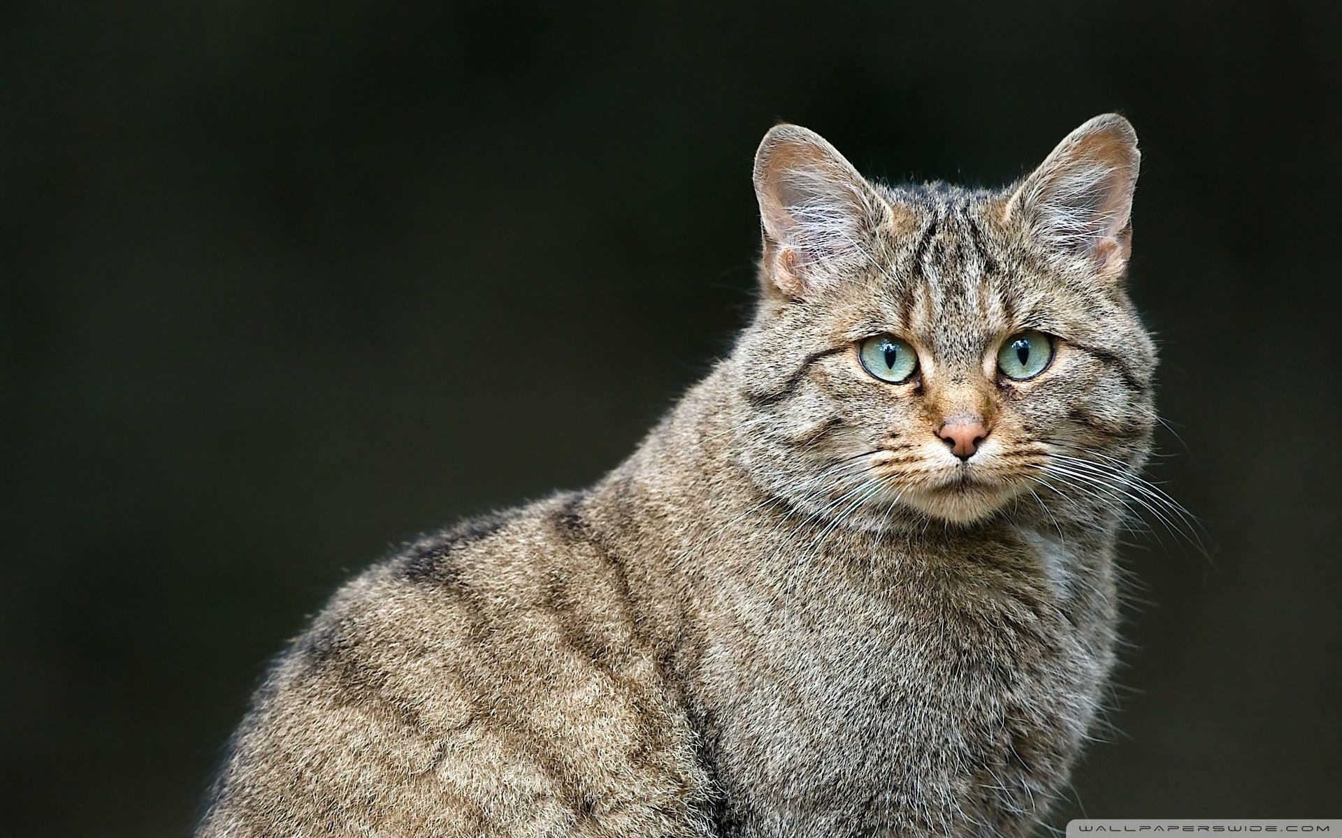 动物,萌宠,喵星人,猫咪