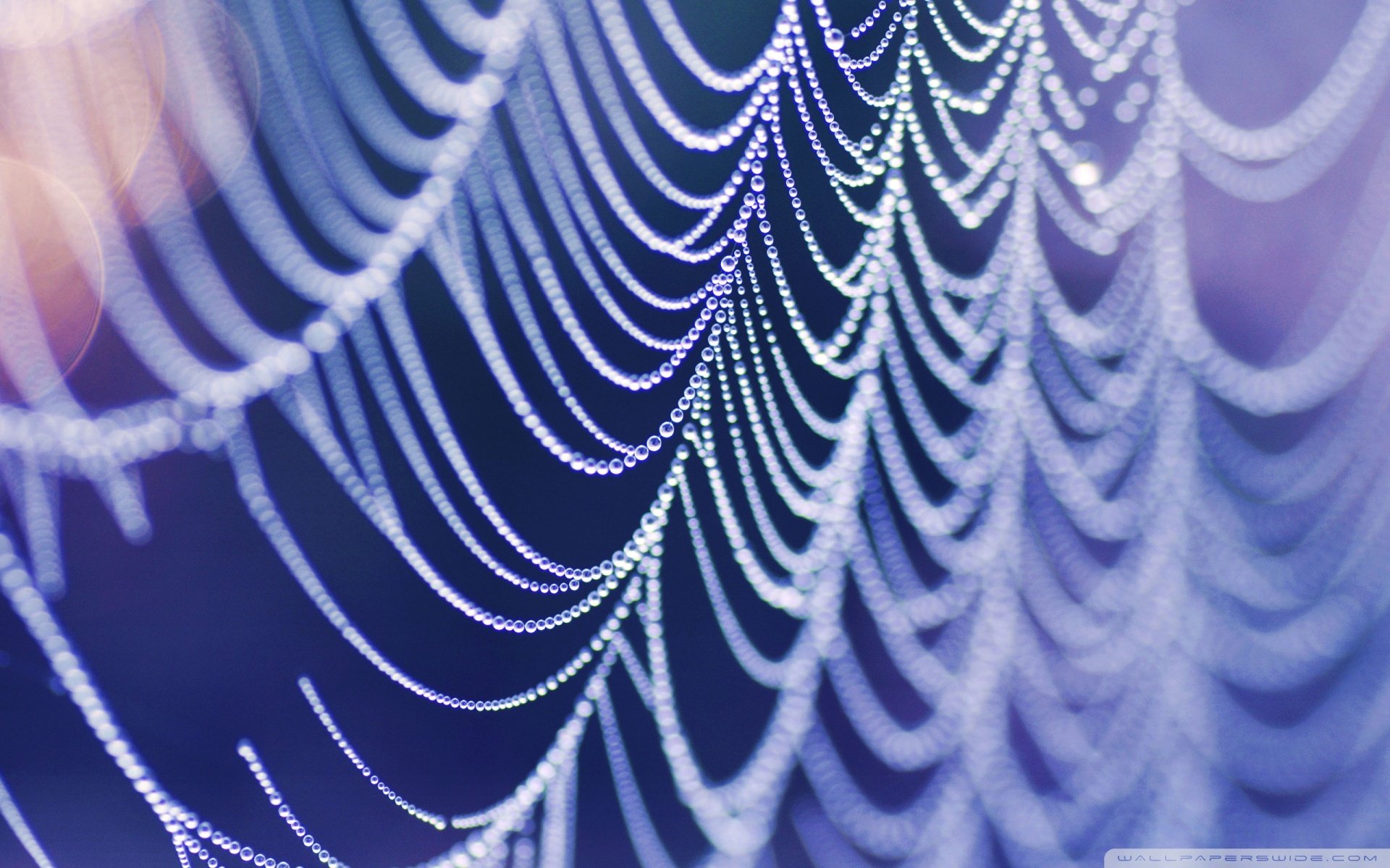 风景,自然风光,夏季,蛛丝,网,蛛网