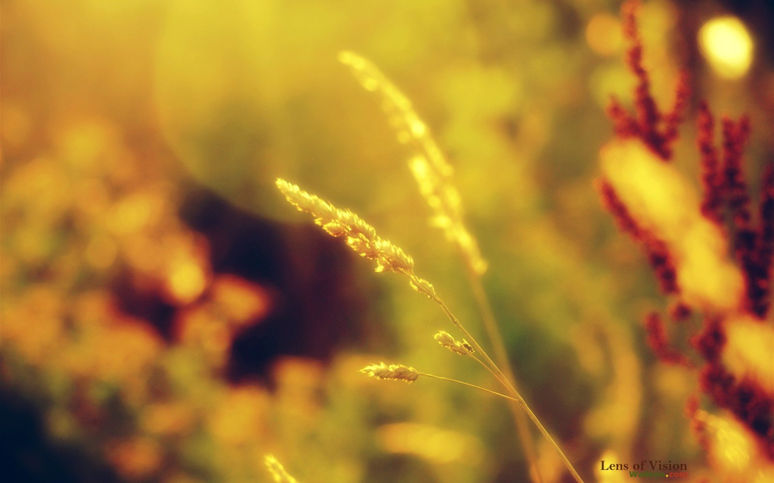 风景,自然风光,黄昏,夕阳,傍晚,落日,唯美,意境,落日余晖