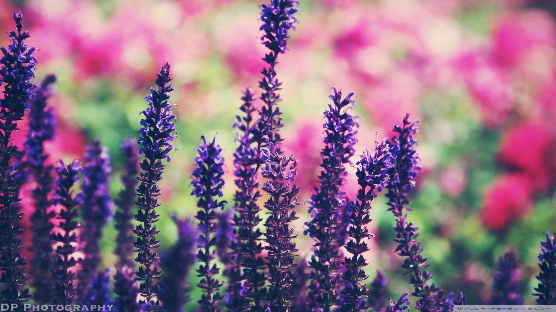 小清新,唯美,薰衣草,风景,植物,等待爱情,紫色