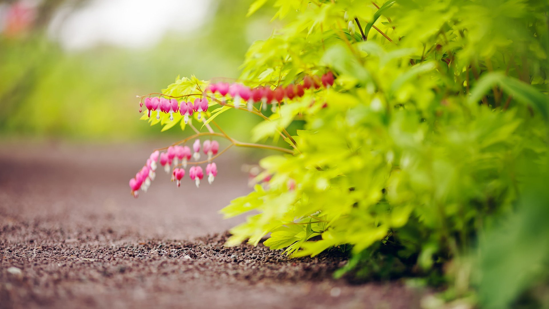 小清新,唯美,温馨,安静,绿色养眼,植物