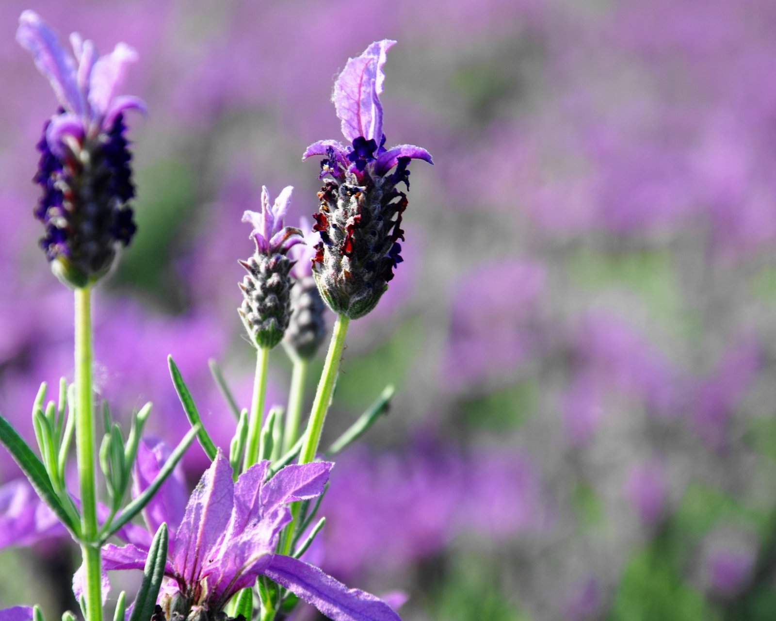 小清新,唯美,薰衣草,风景,植物,等待爱情,紫色