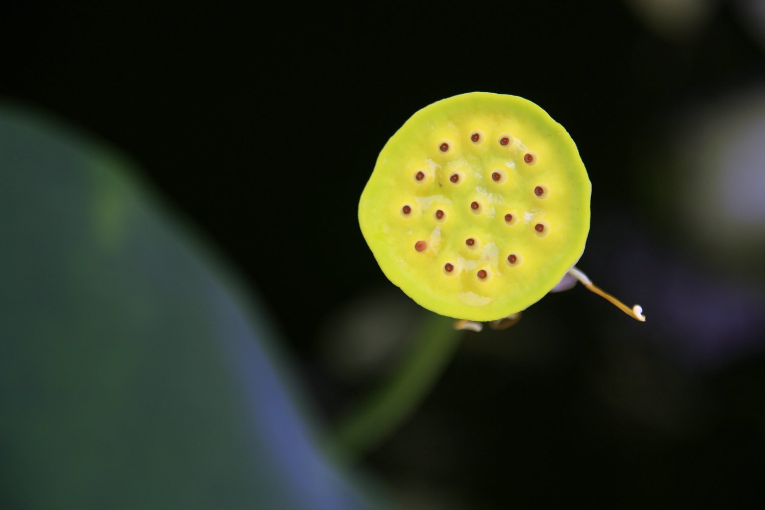 风景,自然风光,荷花,莲花