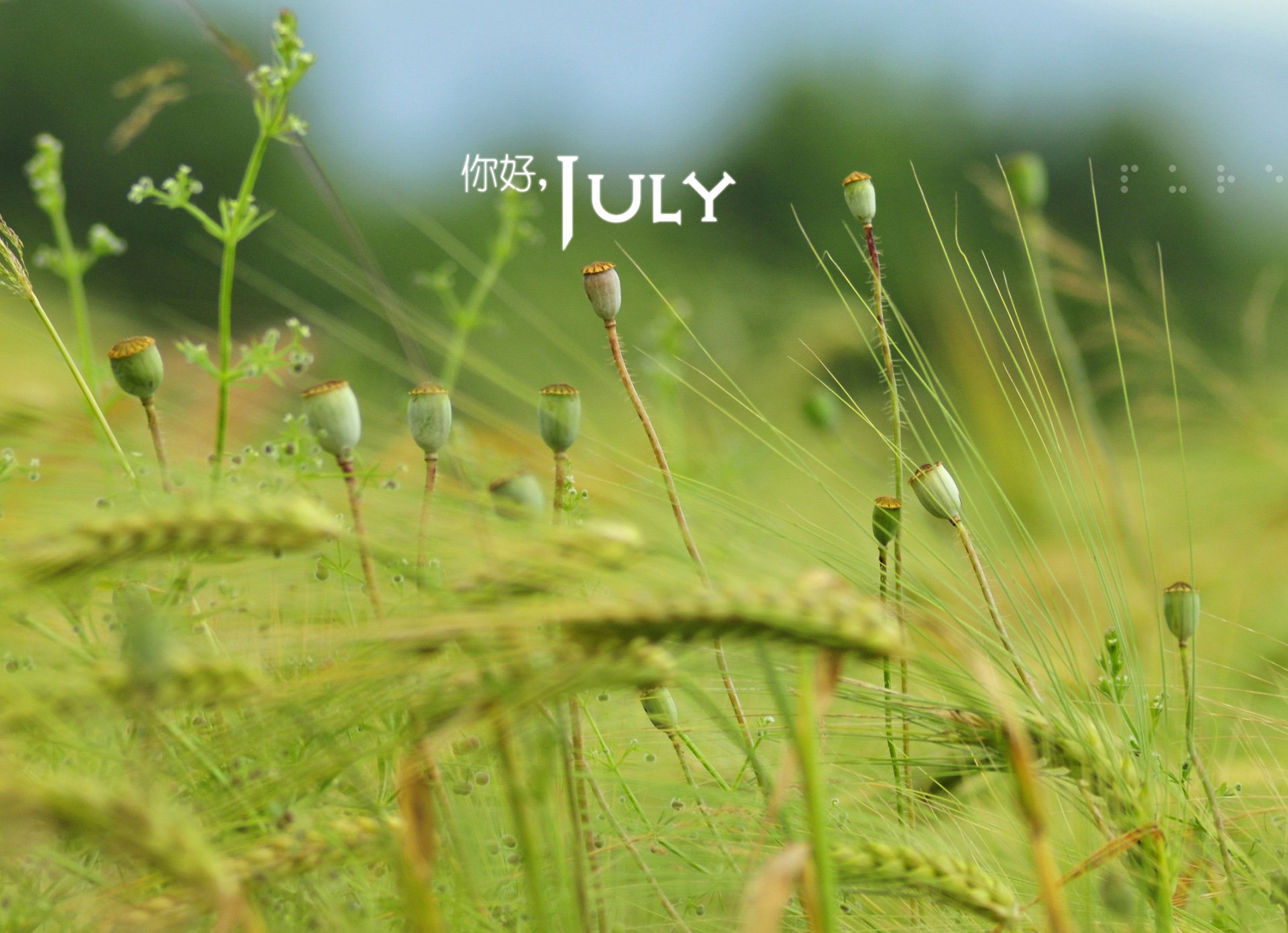 小清新,温暖,安静,七月,你好