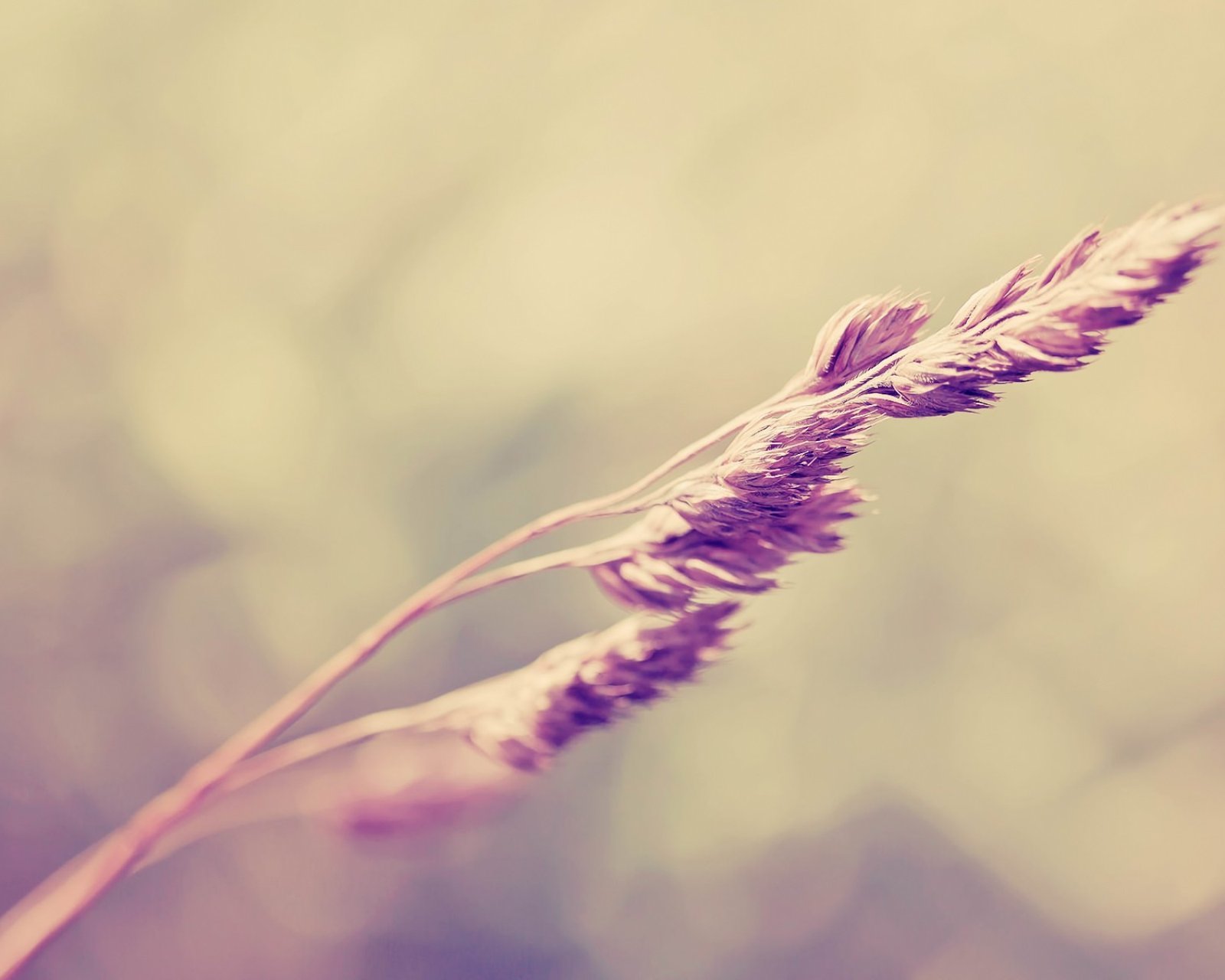 小清新,唯美,薰衣草,风景,植物,等待爱情,紫色