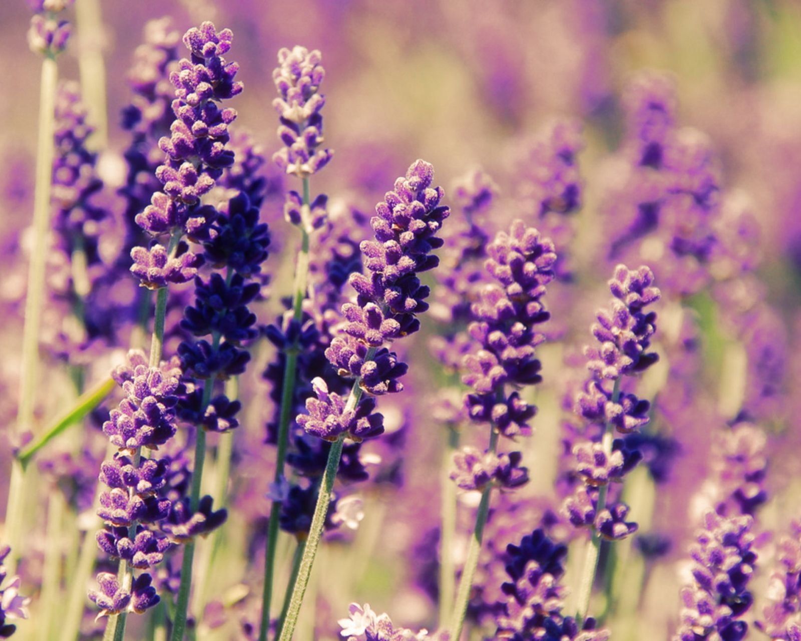 小清新,唯美,薰衣草,风景,植物,等待爱情,紫色