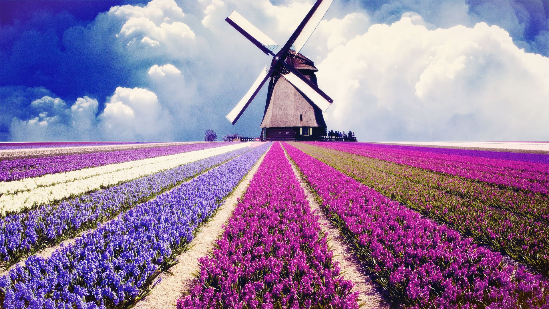 小清新,唯美,薰衣草,风景,植物,等待爱情,紫色