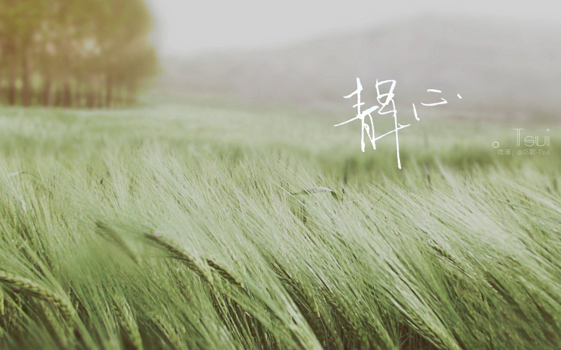 文字控,手写,岛歌,@岛歌-Tsui