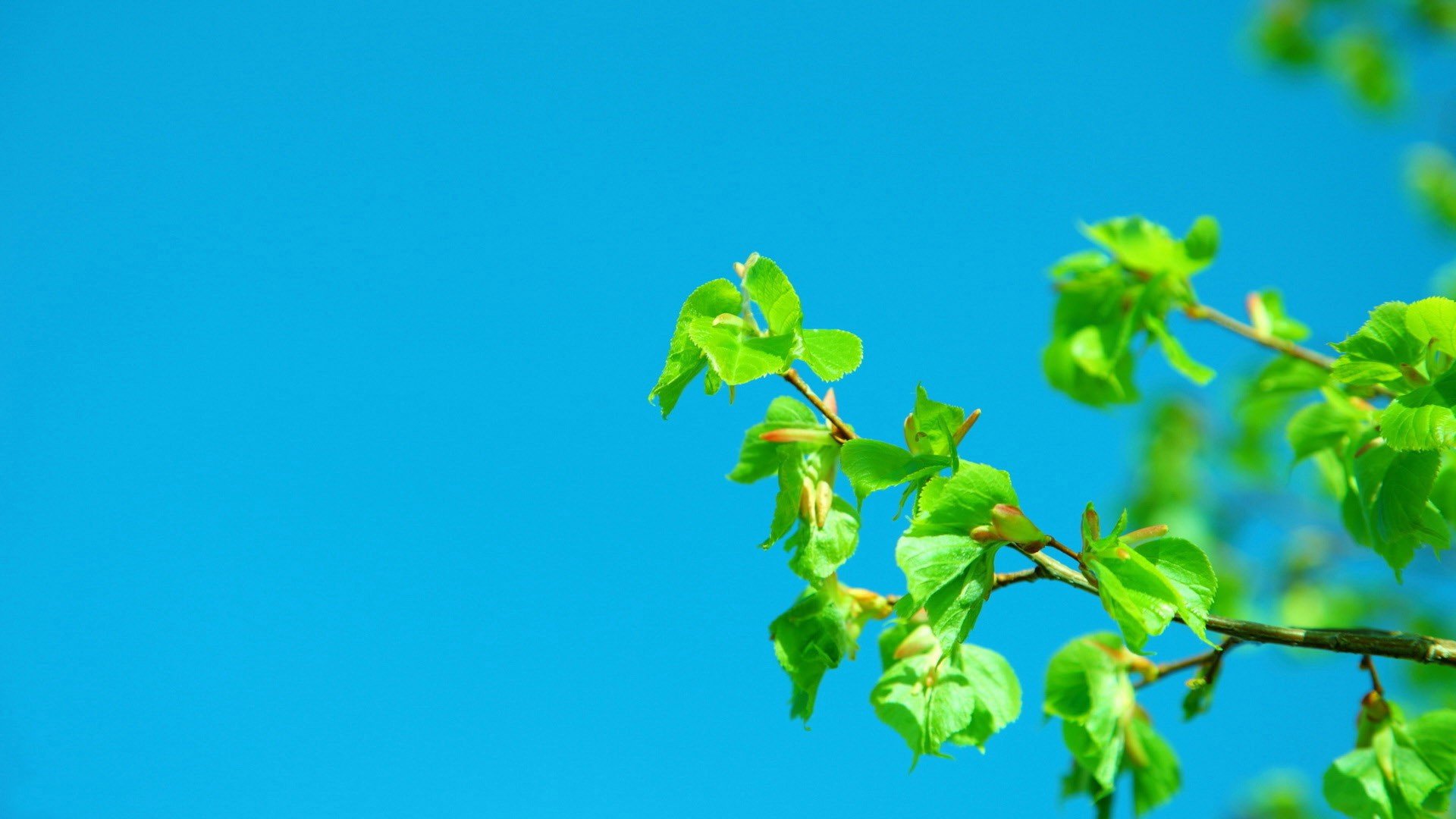小清新,唯美,温馨,安静,绿色养眼,植物