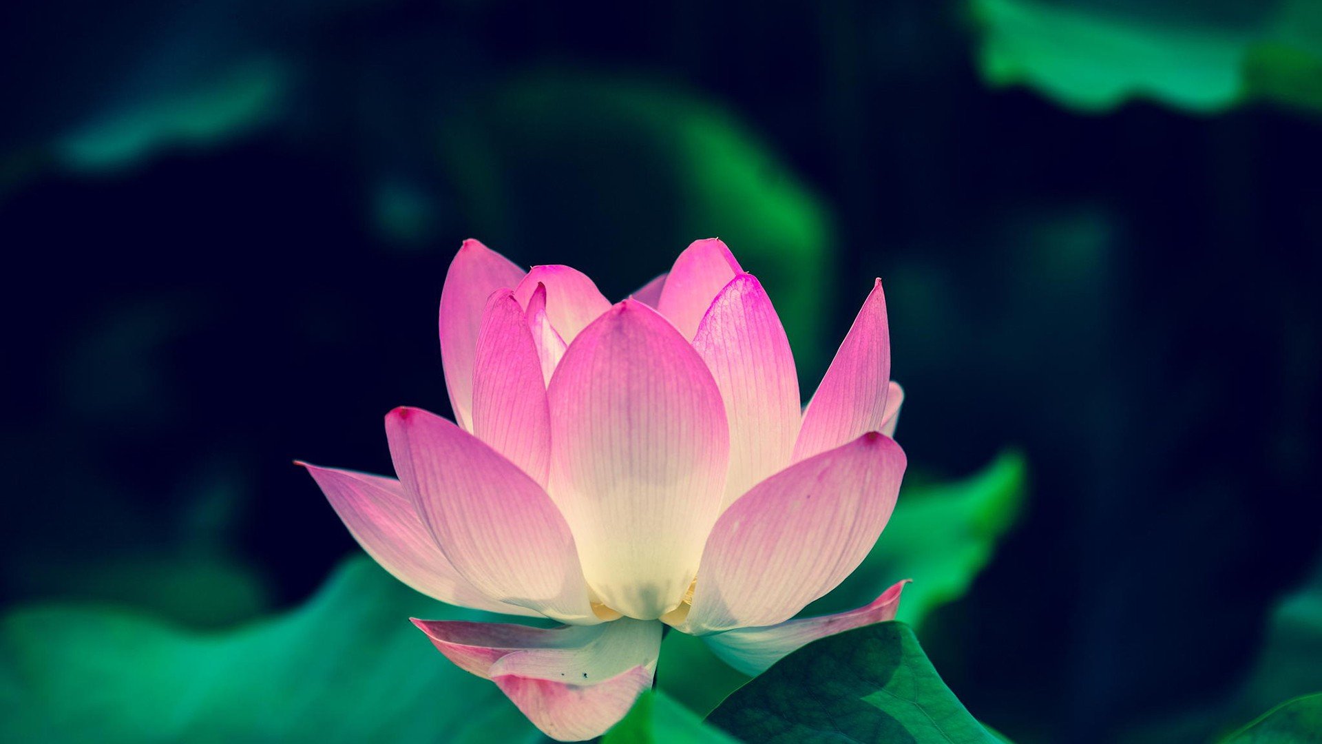 风景,自然风光,荷花,莲花