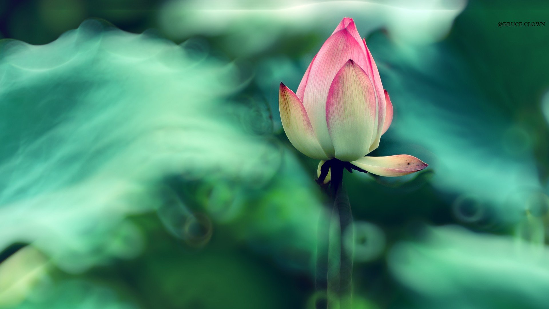 风景,自然风光,荷花,莲花