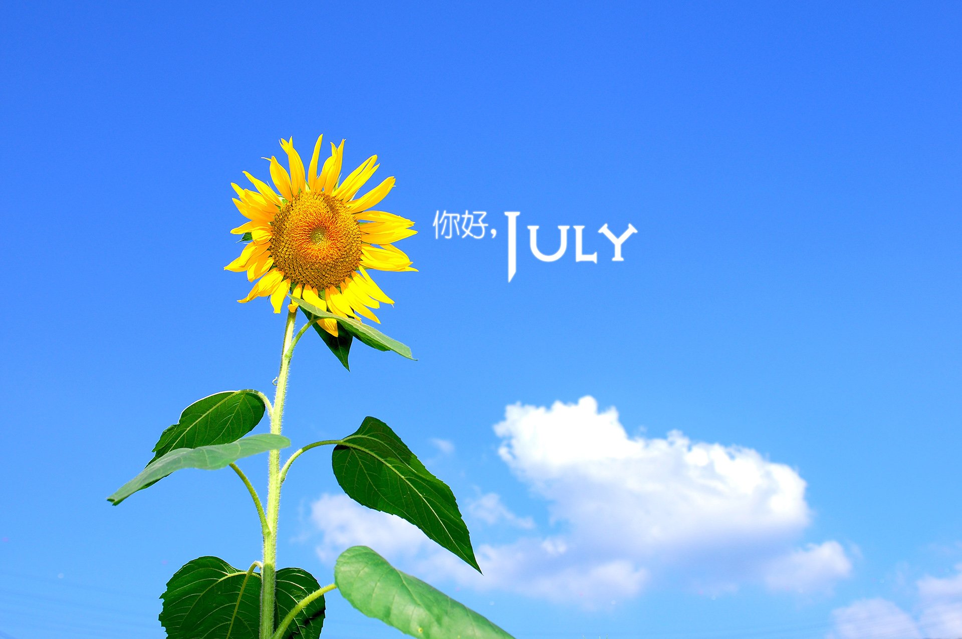 小清新,温暖,安静,七月,你好