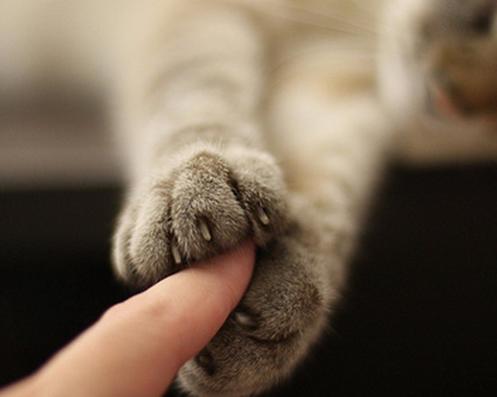 动物,萌宠,喵星人,猫咪,猫爪