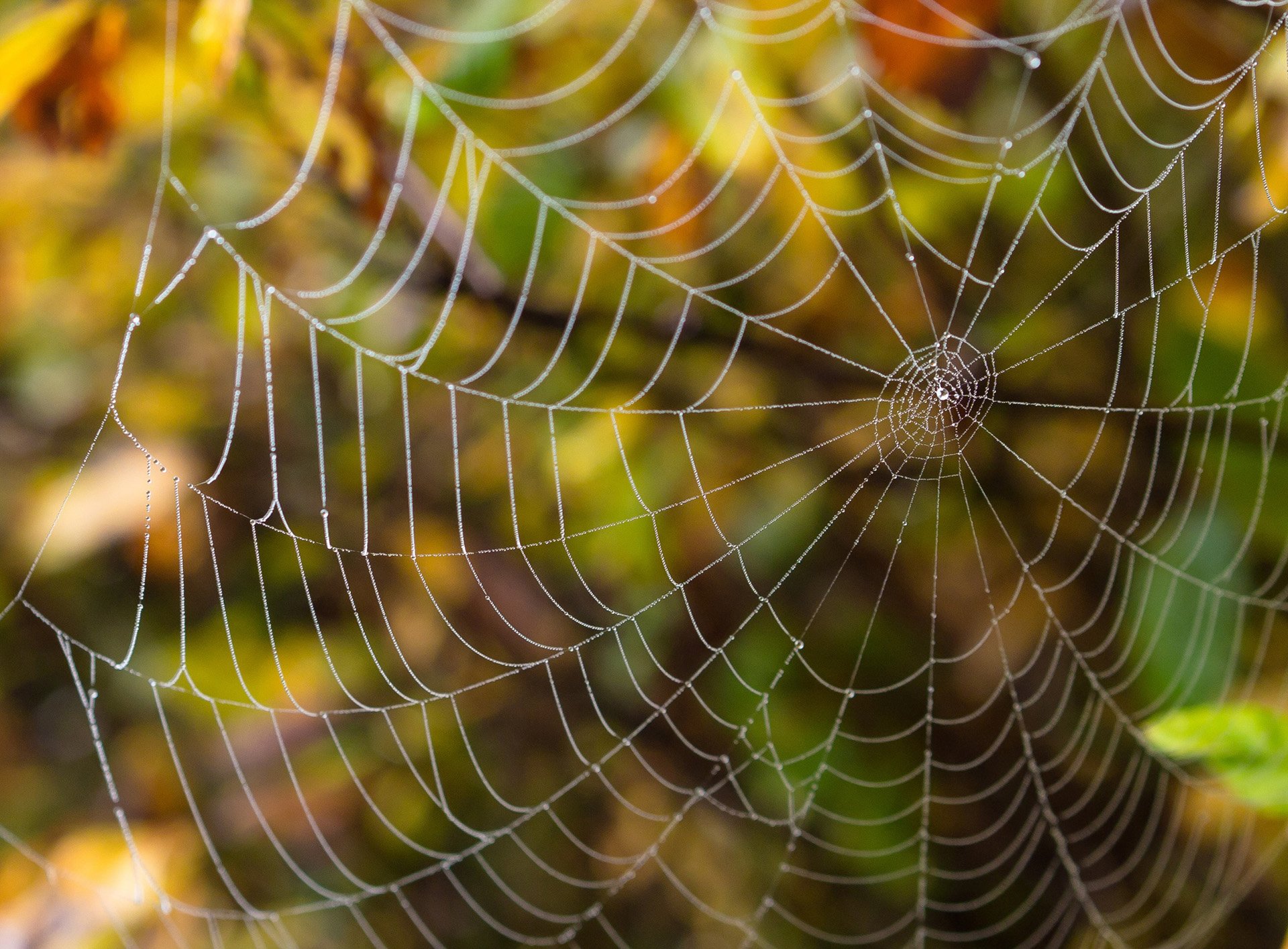 风景,自然风光,夏季,蛛丝,网,蛛网