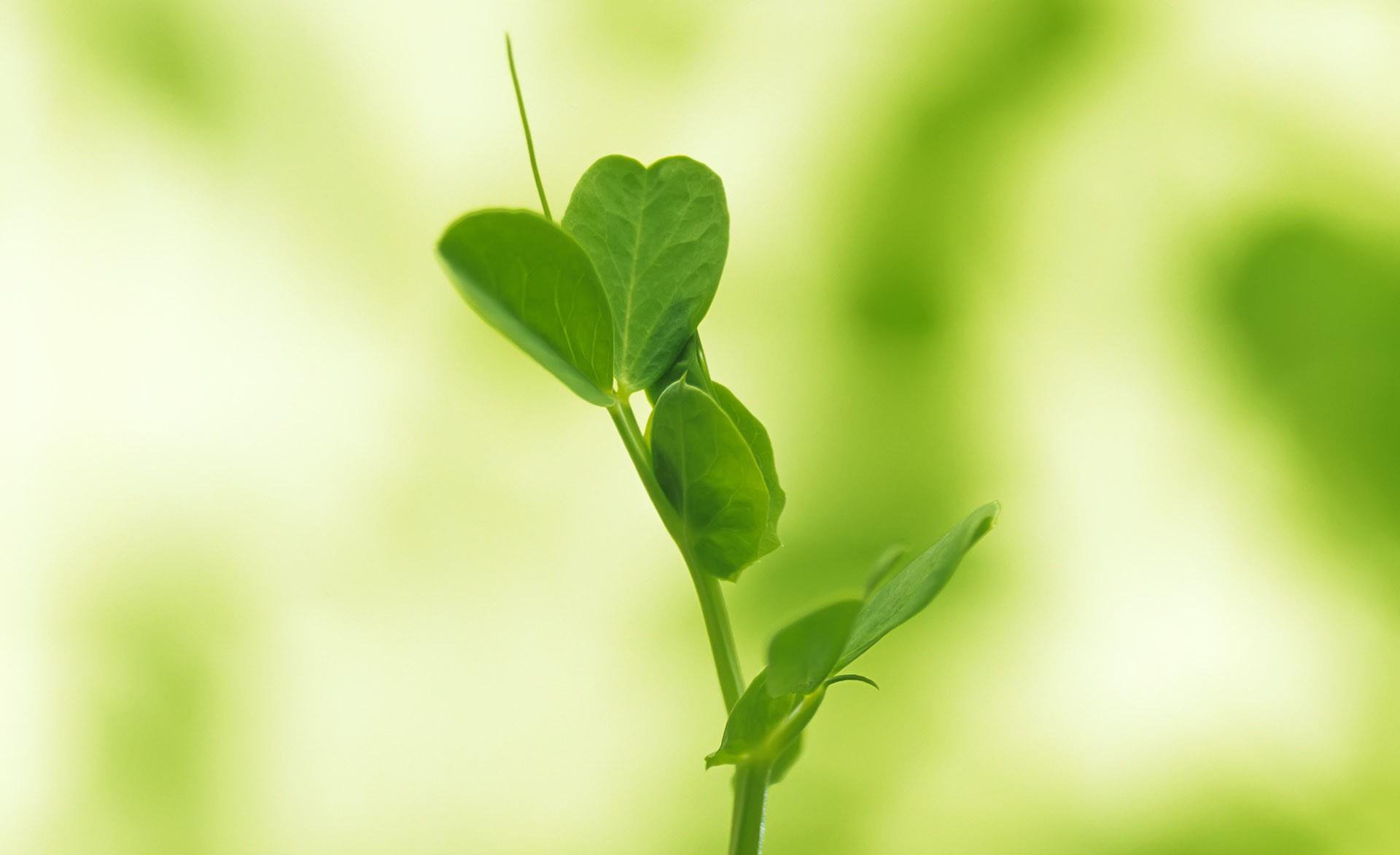 小清新,唯美,温馨,安静,绿色养眼,植物
