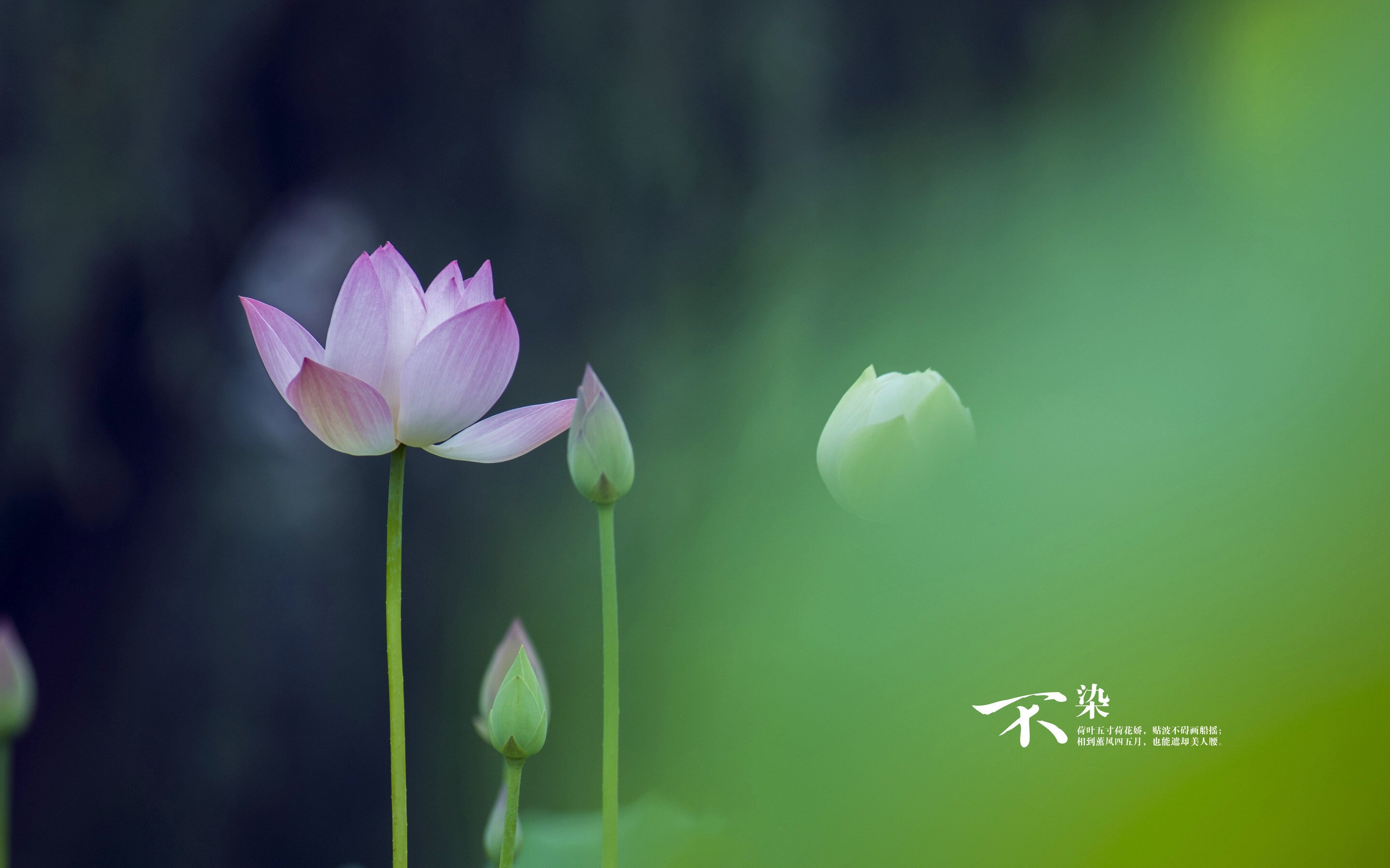 风景,自然风光,荷花,莲花