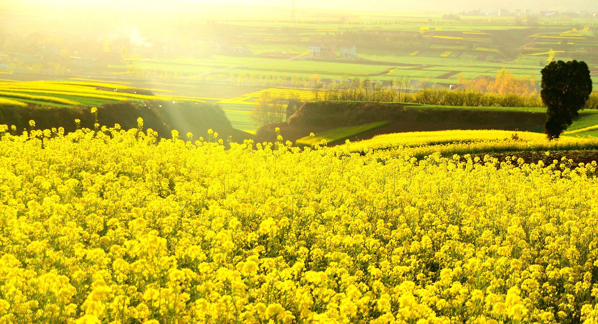 小清新,唯美,温馨,安静,花