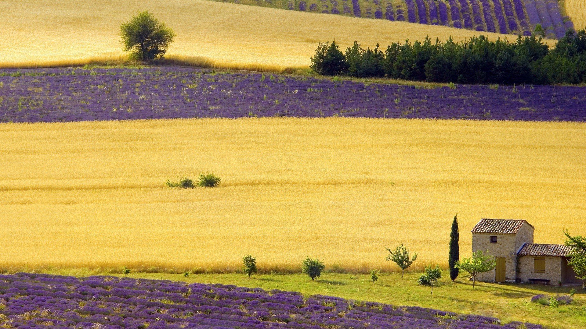 小清新,唯美,薰衣草,风景,植物,等待爱情,紫色
