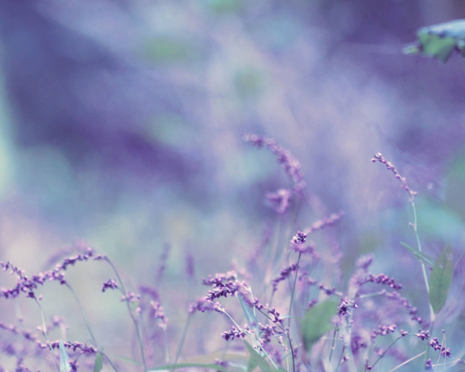 小清新,唯美,薰衣草,风景,植物,等待爱情,紫色