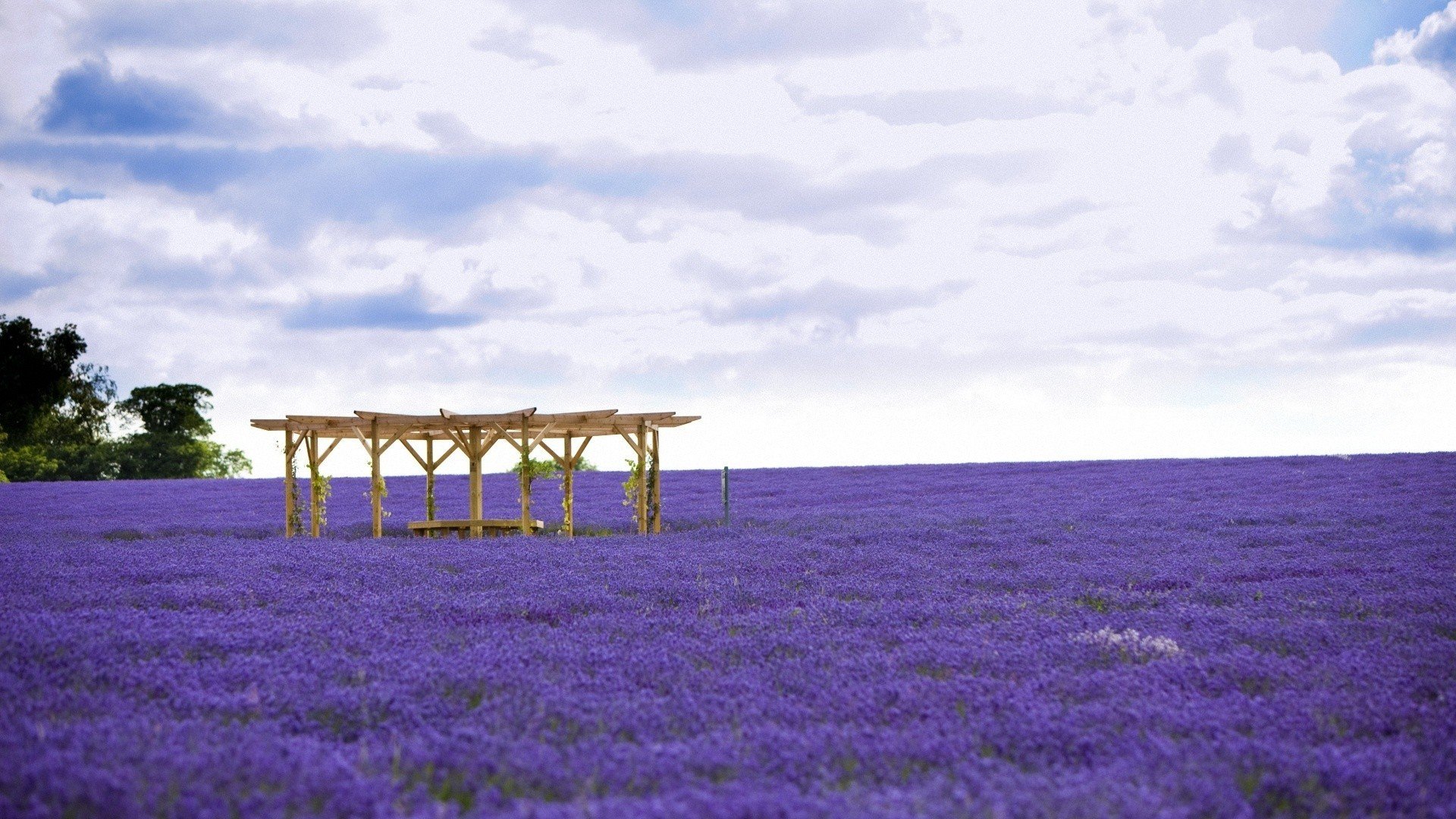小清新,唯美,薰衣草,风景,植物,等待爱情,紫色