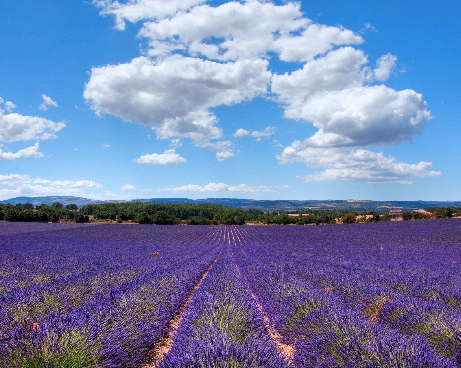 小清新,唯美,薰衣草,风景,植物,等待爱情,紫色