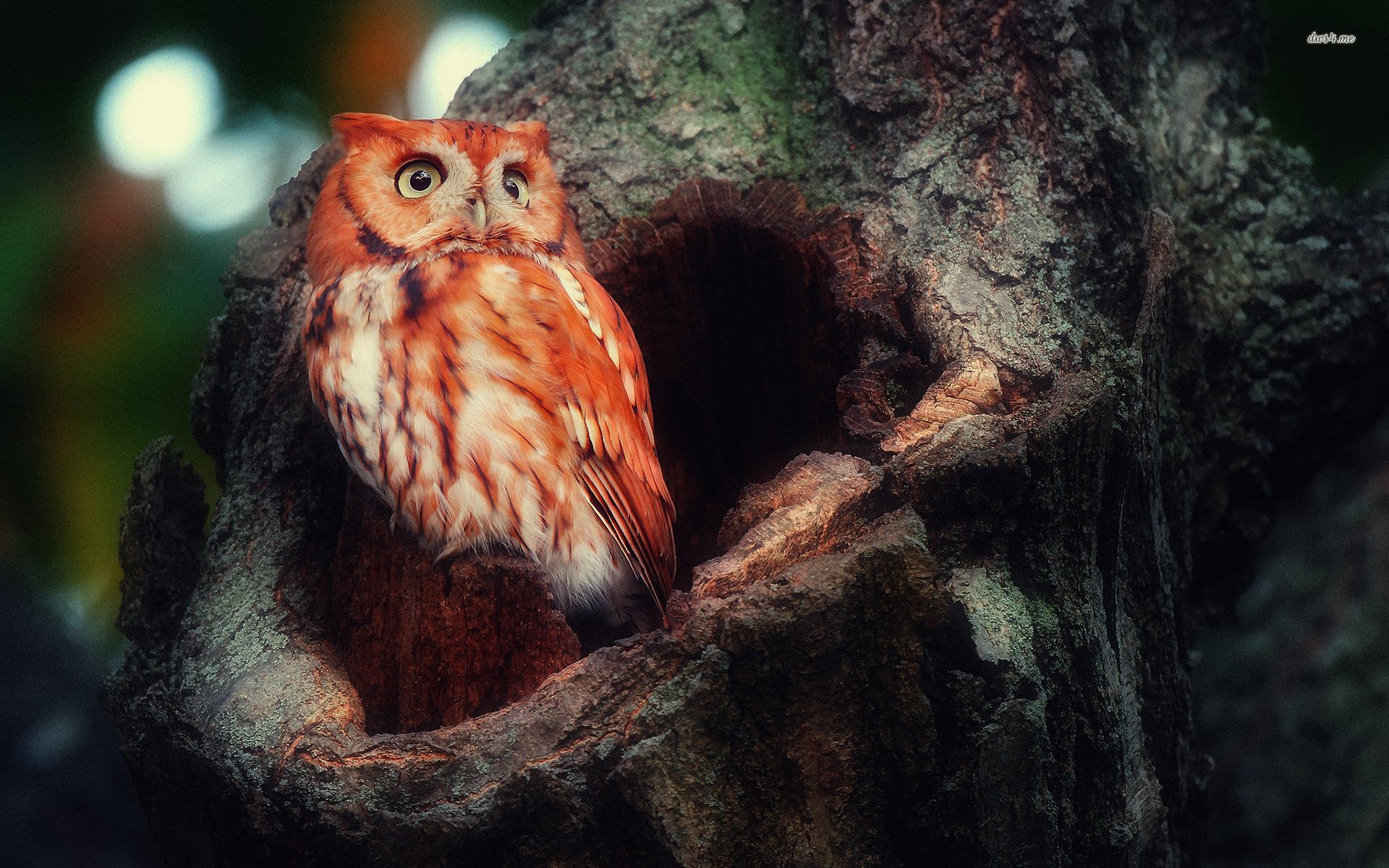 动物,野生动物,猫头鹰