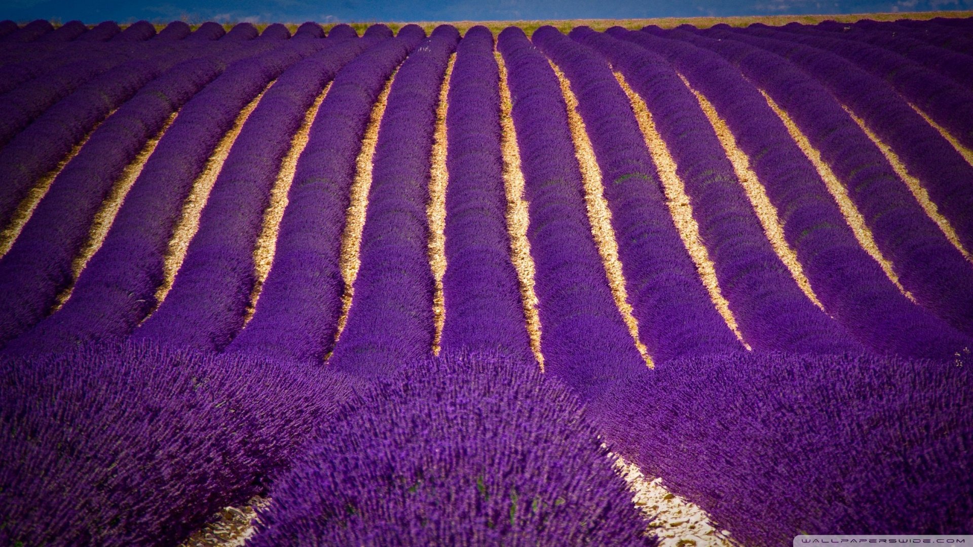 小清新,唯美,薰衣草,风景,植物,等待爱情,紫色