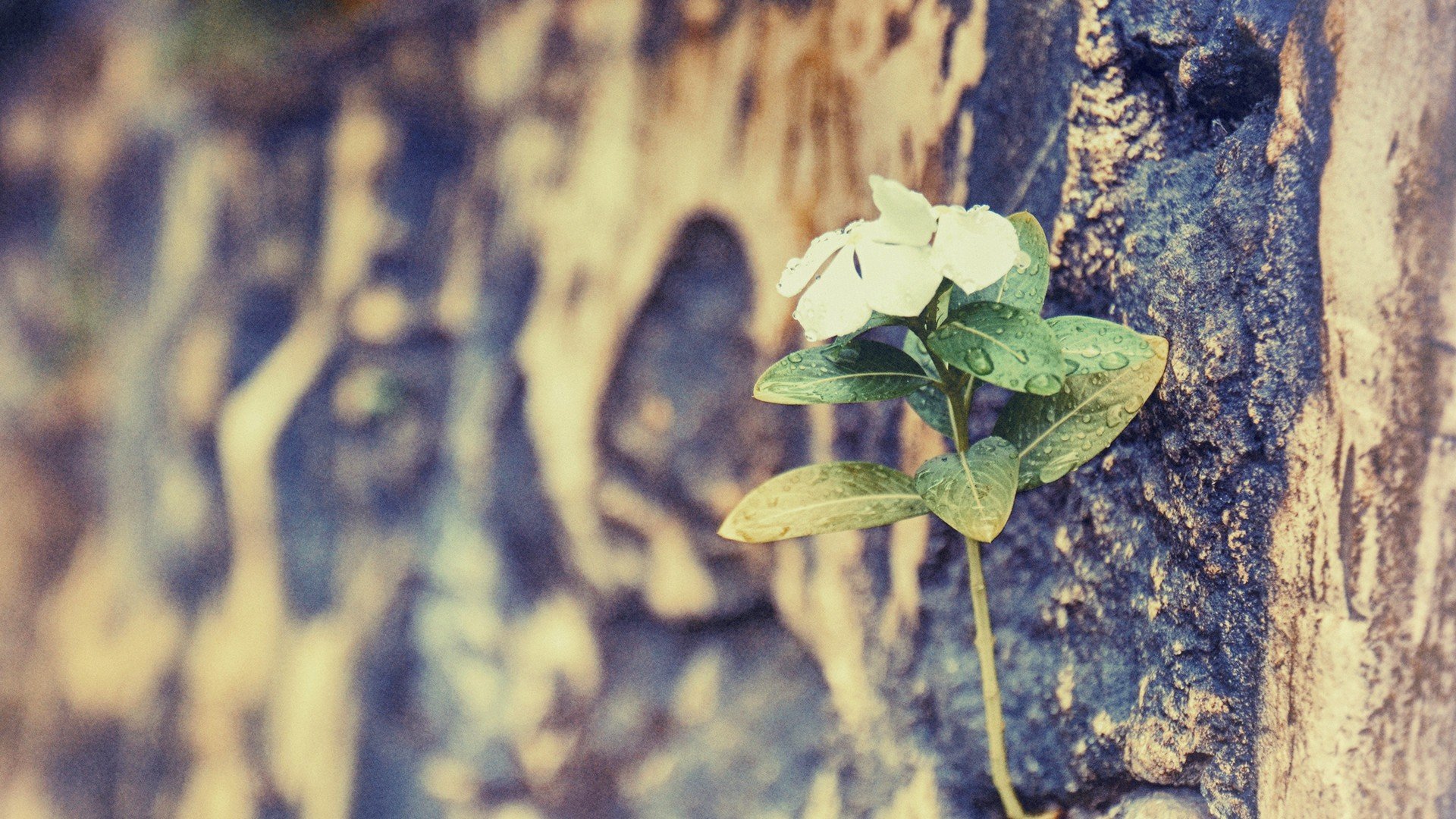 小清新,唯美,干枯,生命,坚强,顽强