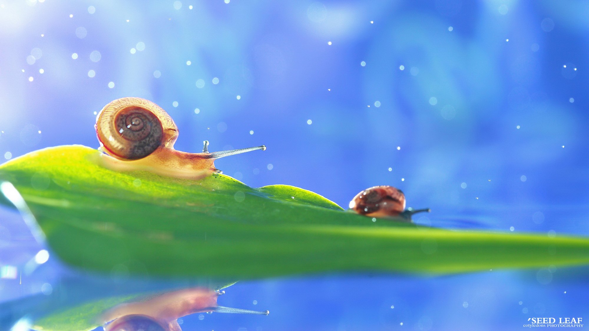 Seed,leaf摄影-蜗牛梦幻記,@SeedLeaf