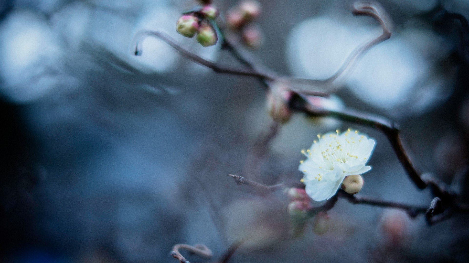 小清新,唯美,静物写真,温馨,物语,回忆,花