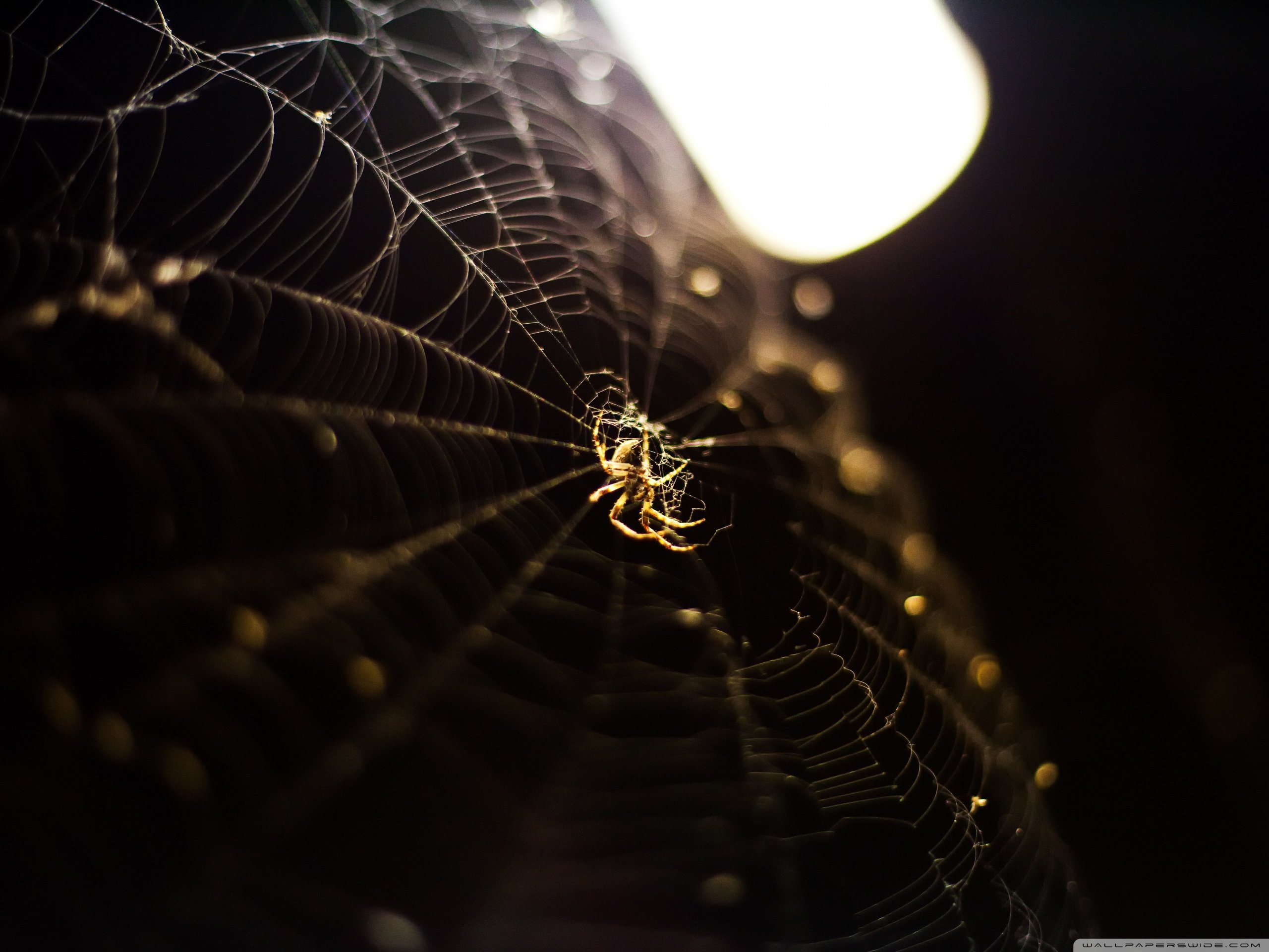 风景,自然风光,夏季,蛛丝,网,蛛网