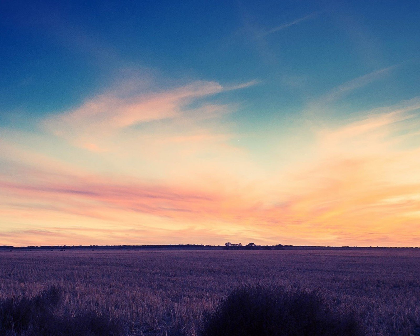 小清新,唯美,薰衣草,风景,植物,等待爱情,紫色