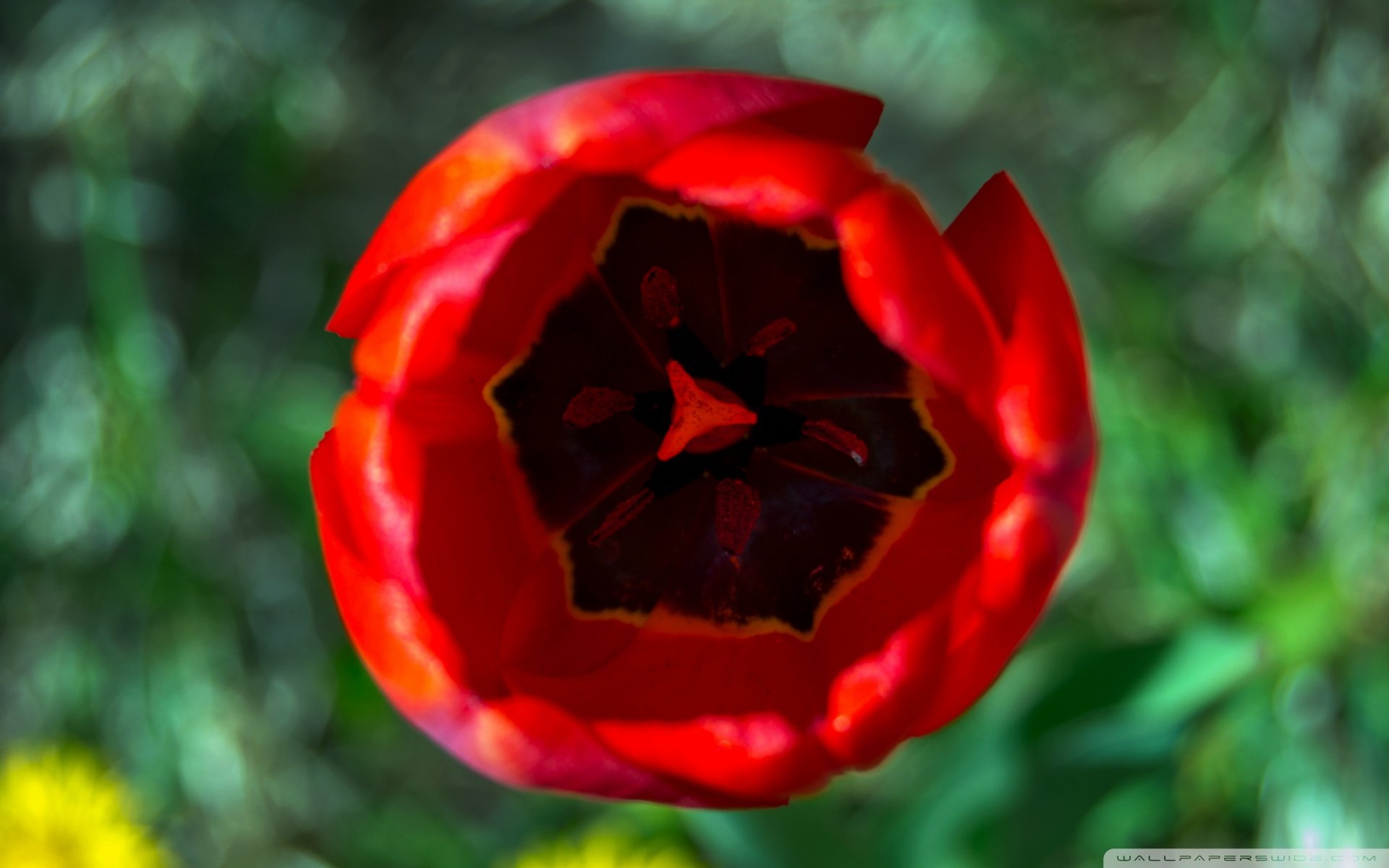 小清新,唯美,花,娇艳欲滴