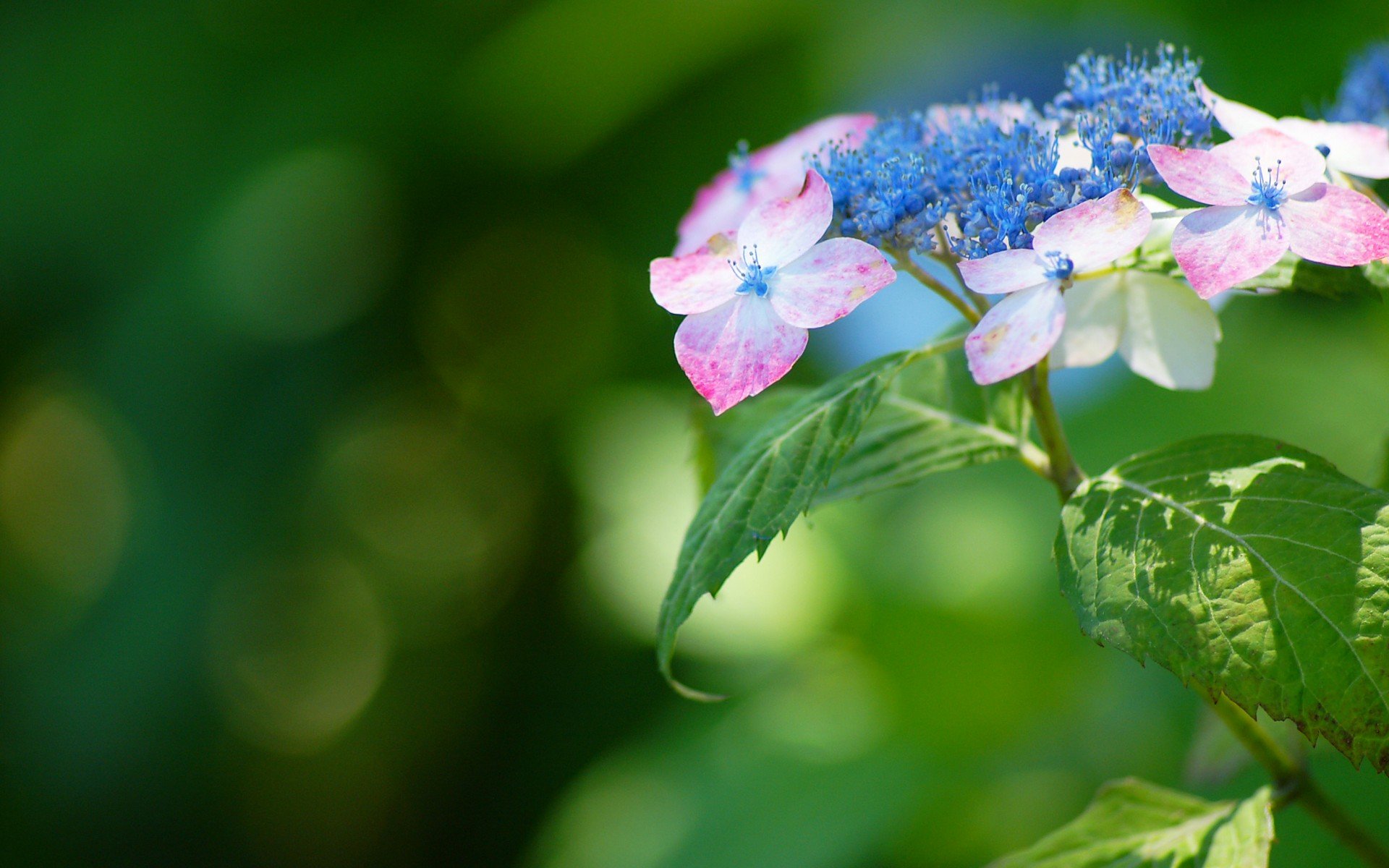 小清新,唯美,温馨,安静,绿色养眼,植物