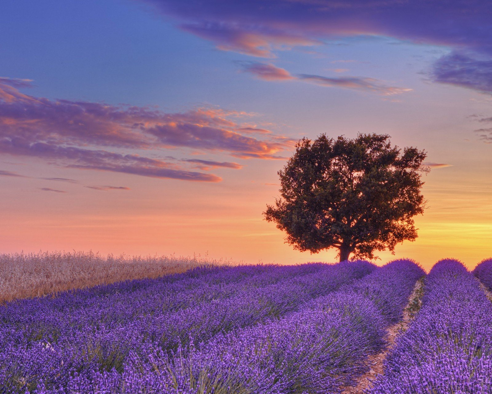 小清新,唯美,薰衣草,风景,植物,等待爱情,紫色
