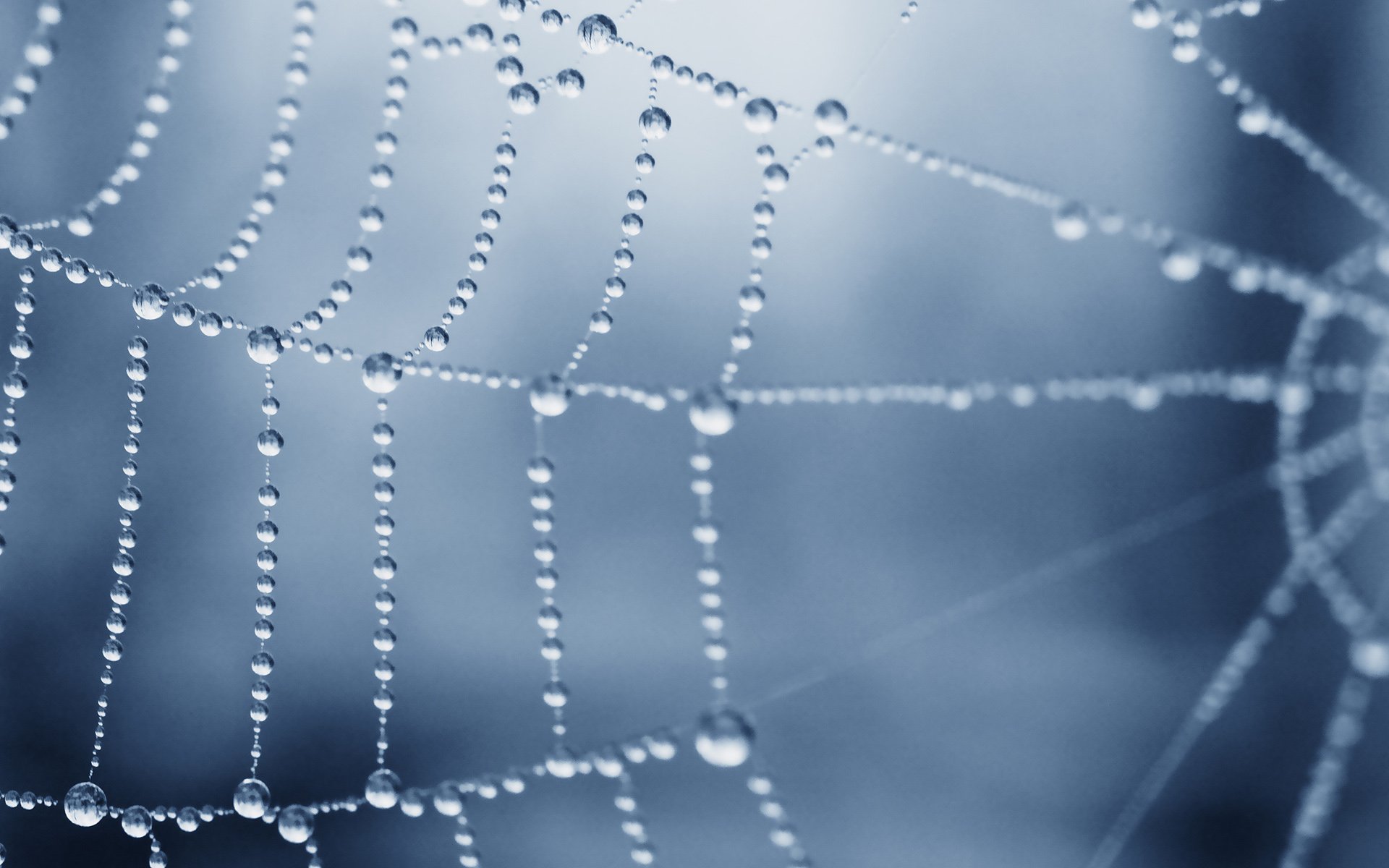 风景,自然风光,夏季,蛛丝,网,蛛网