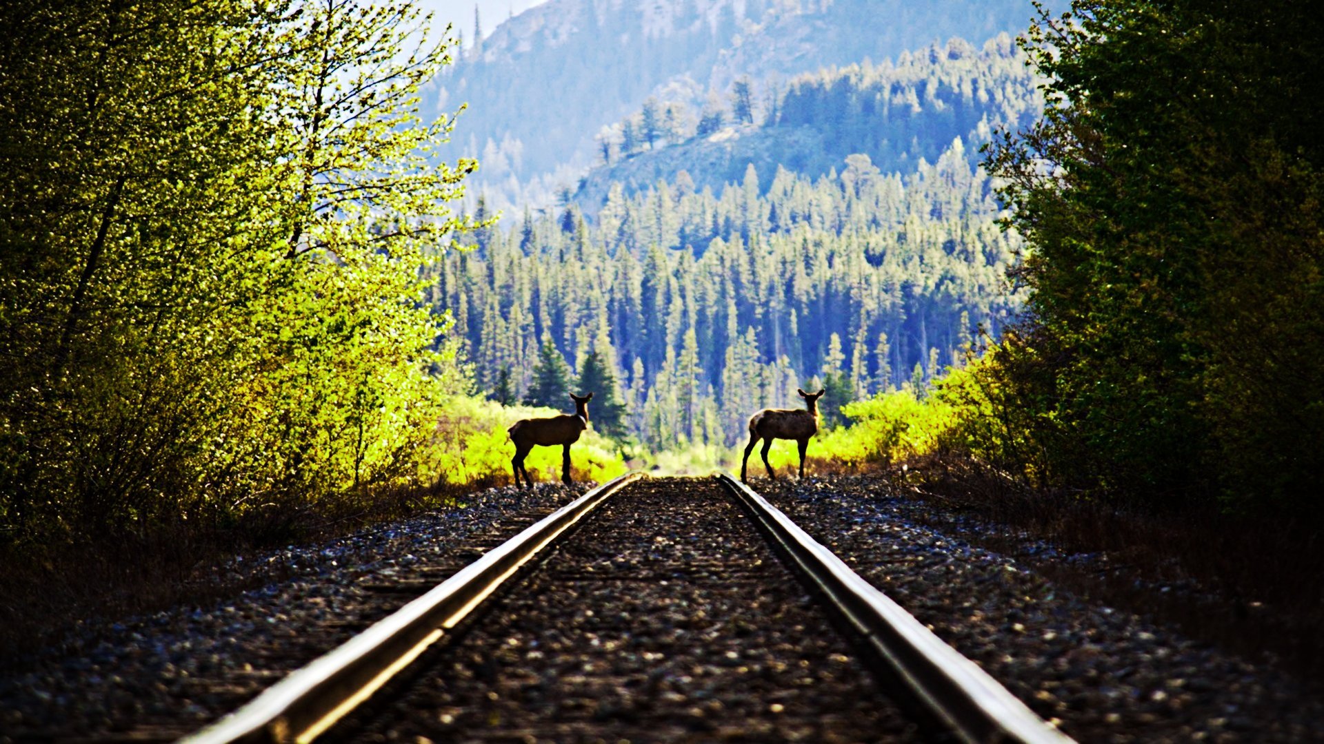 风景,铁路,远方