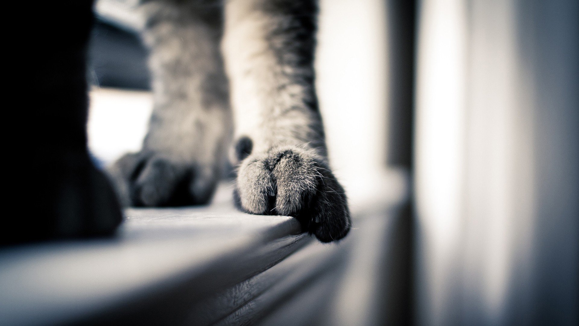 动物,萌宠,喵星人,猫咪,猫爪