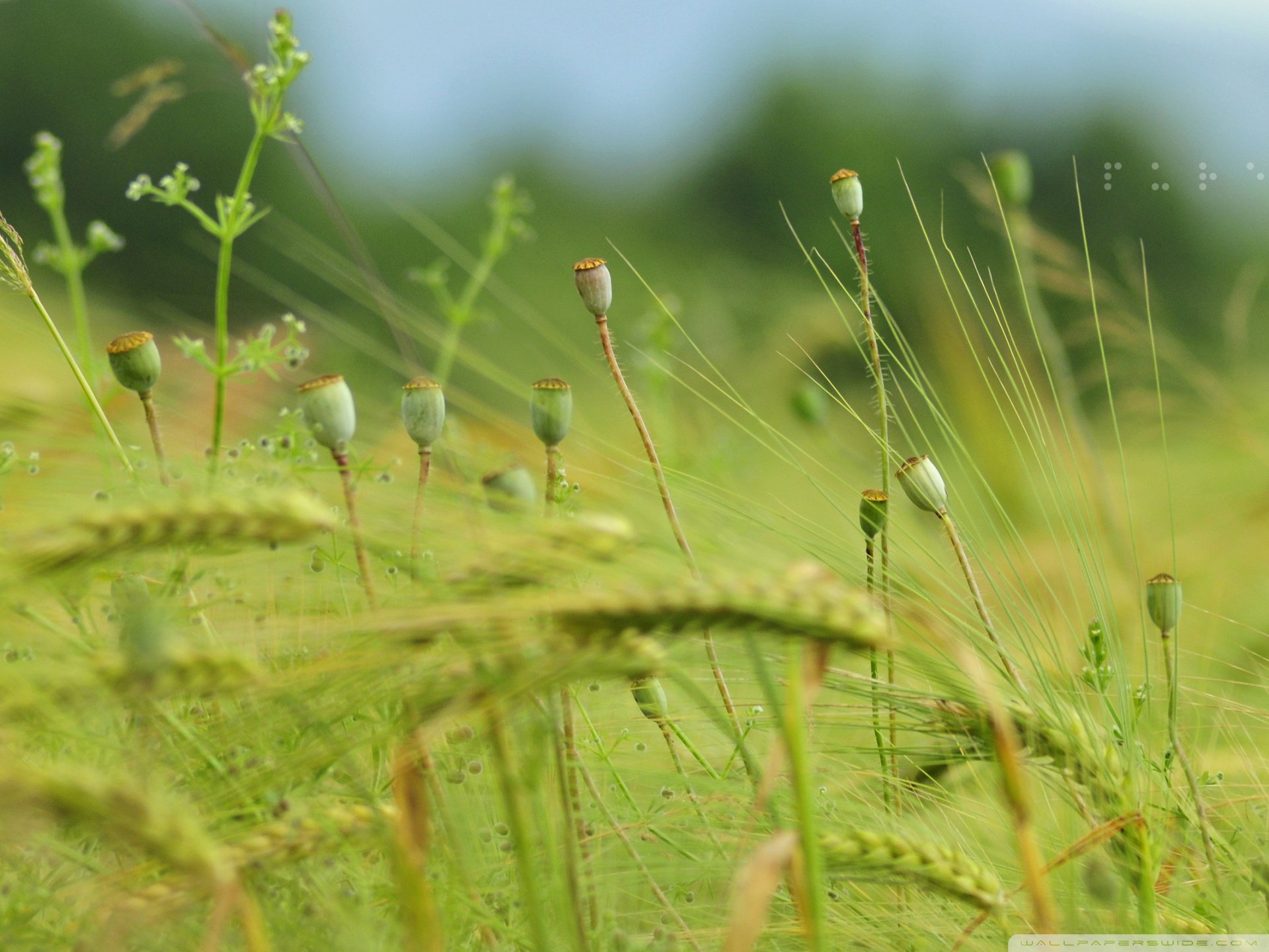 风景,自然风光,意境麦苗,麦田