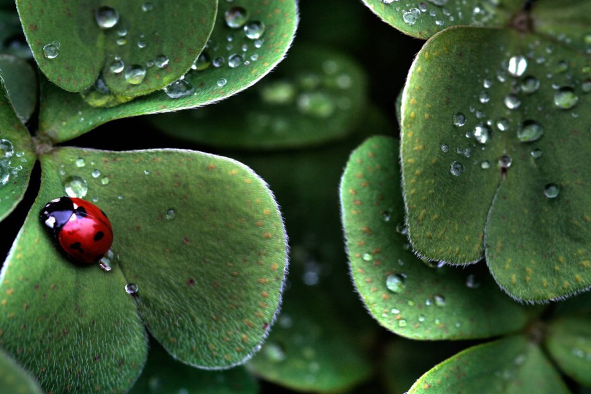 小清新,唯美,温馨,安静,绿色养眼,植物