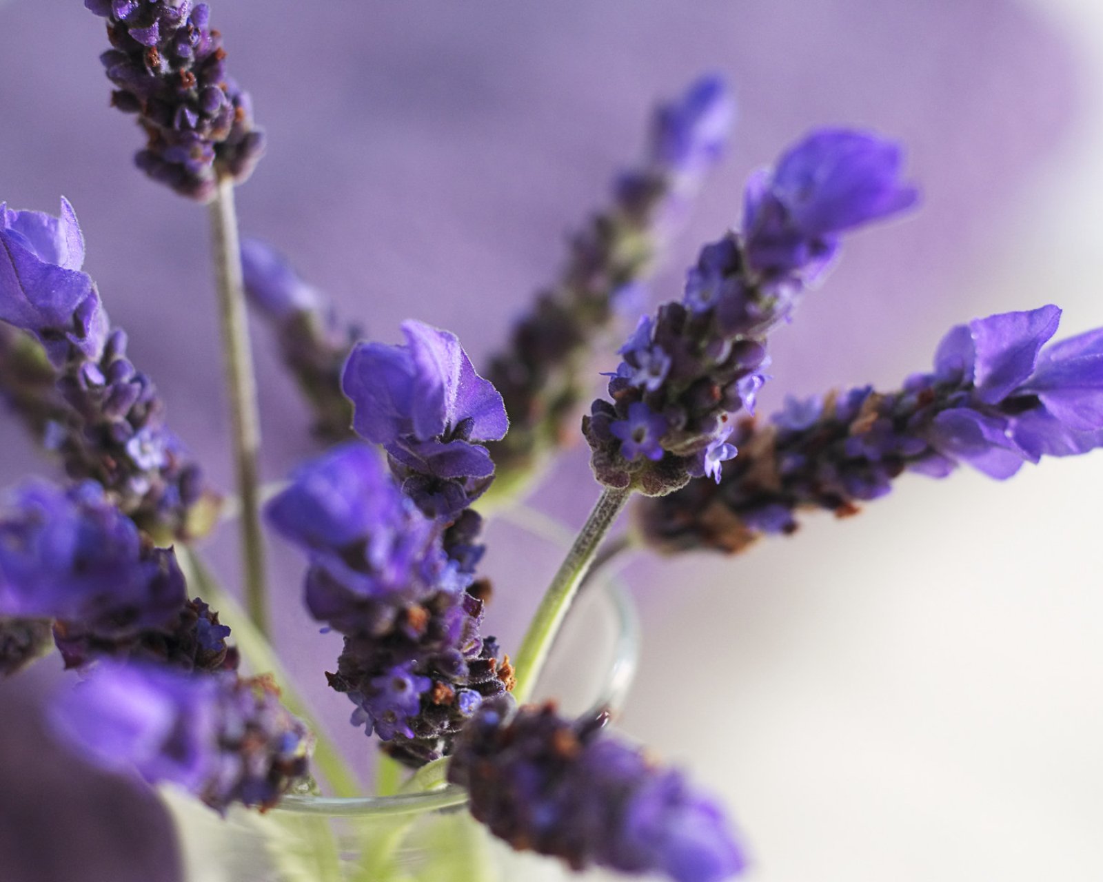 小清新,唯美,薰衣草,风景,植物,等待爱情,紫色
