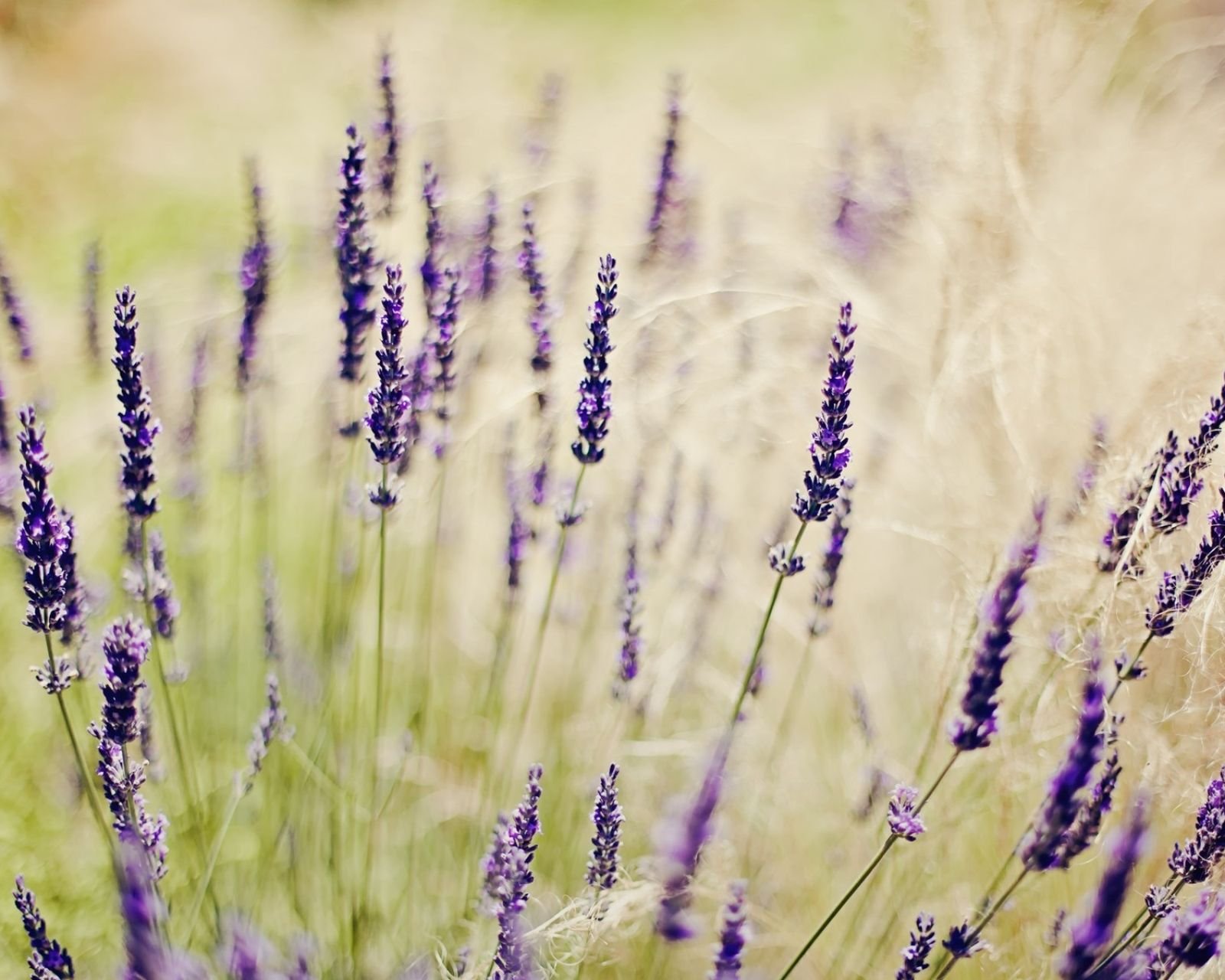 小清新,唯美,薰衣草,风景,植物,等待爱情,紫色